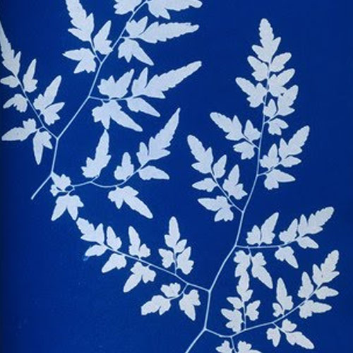 What is a Cyanotype? Image