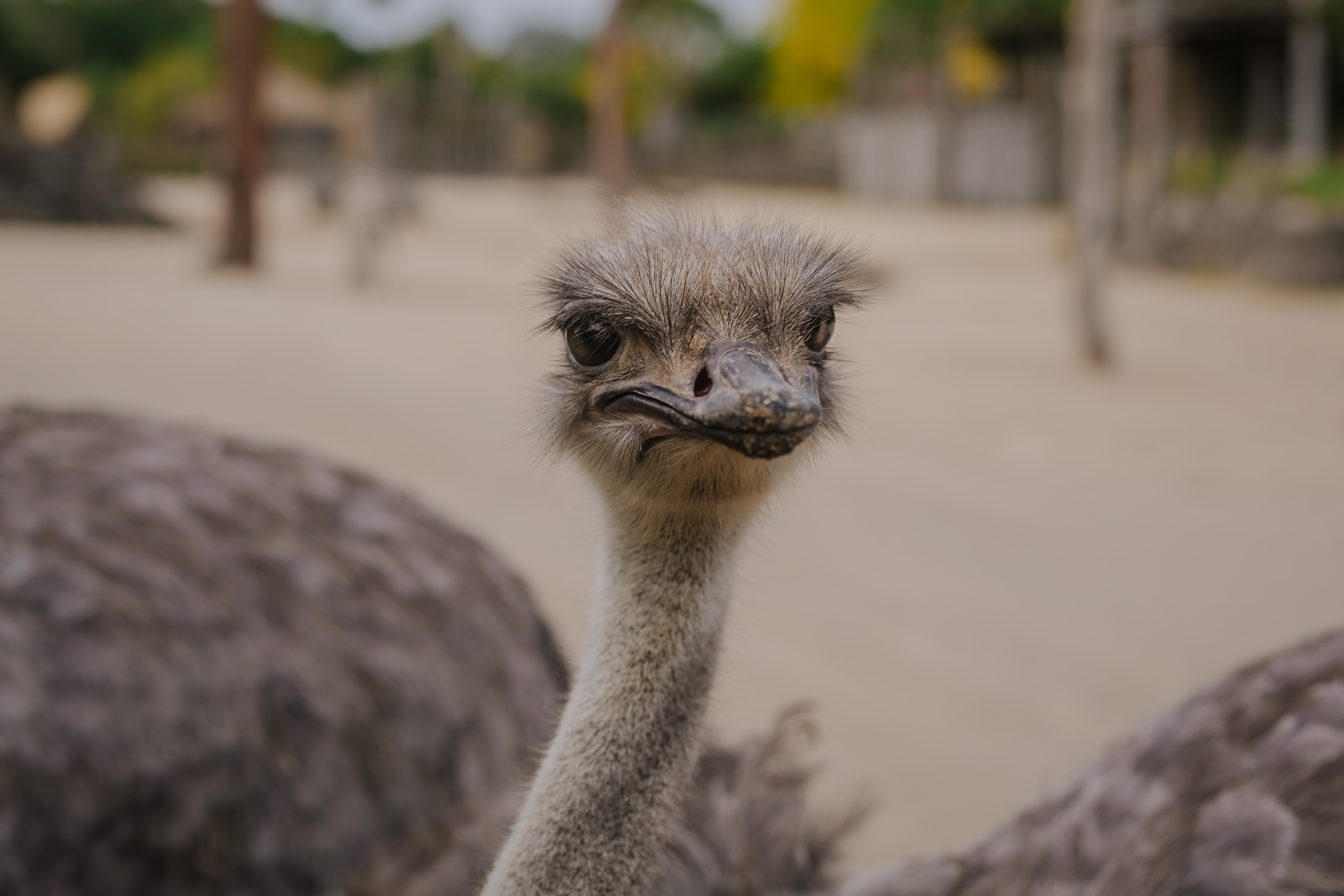 https://rfacdn.nz/zoo/assets/media/auckland-zoo-ostriches-90221-25.jpg