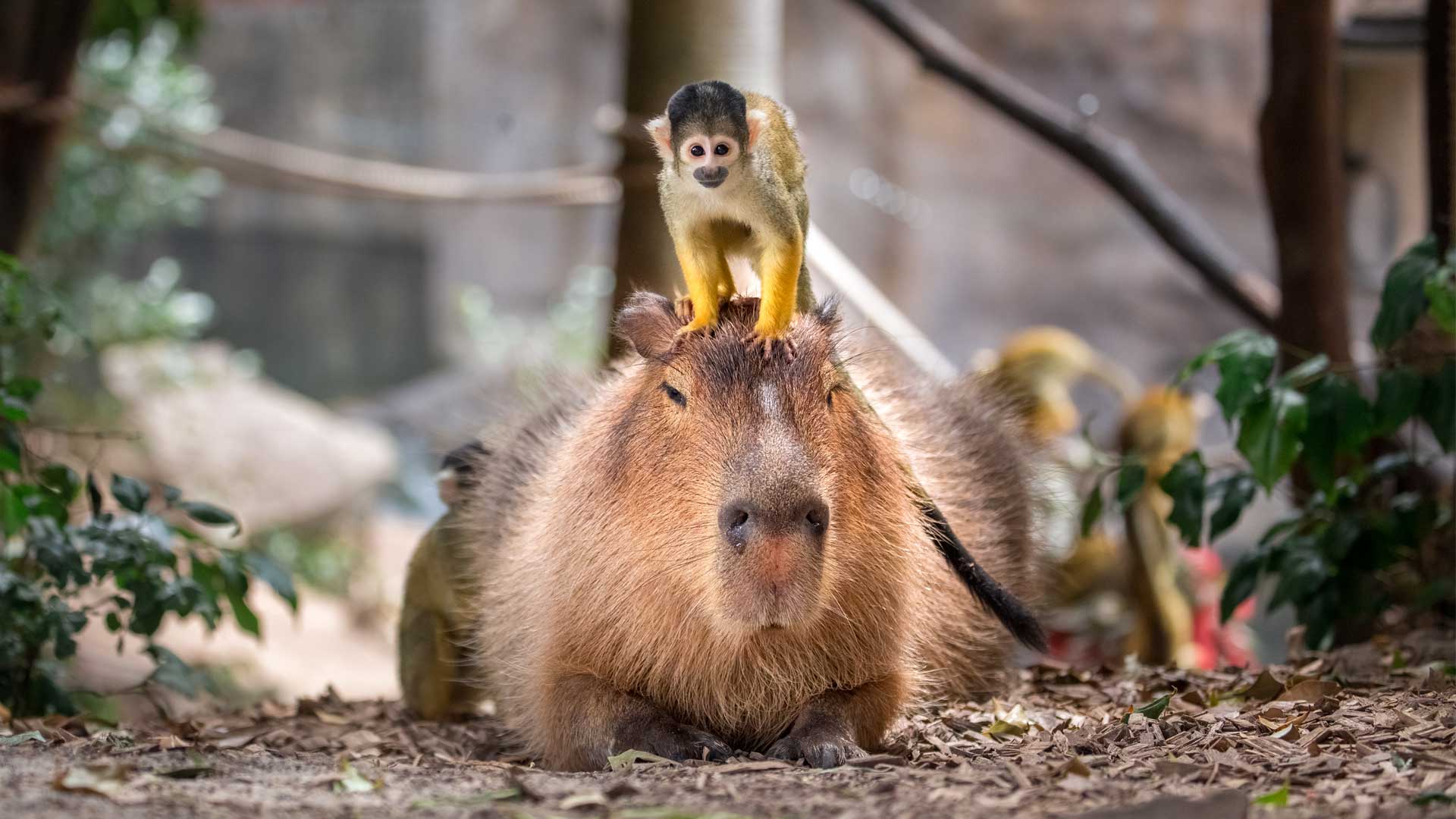 https://rfacdn.nz/zoo/assets/media/capybara-gallery-1.jpg