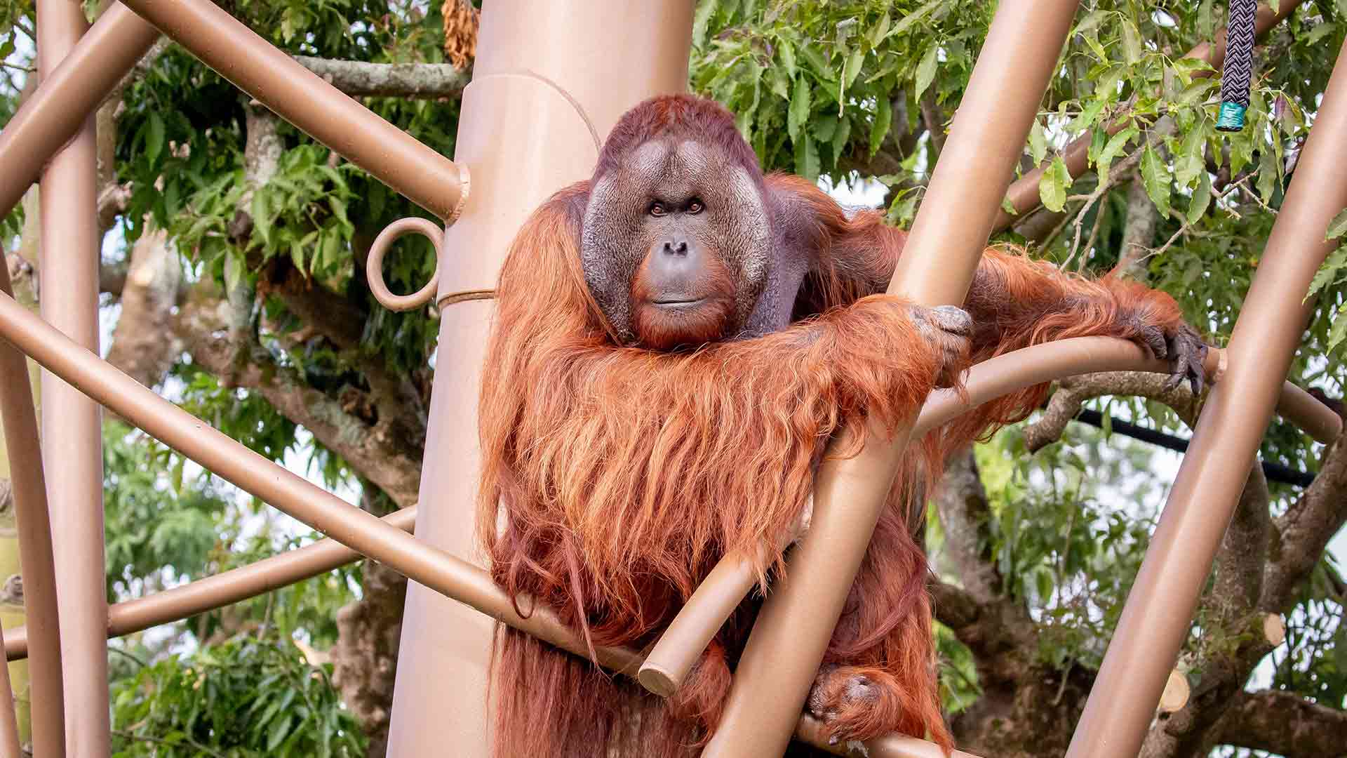 https://rfacdn.nz/zoo/assets/media/charlie-orangutan-sea-animal-page-1.jpg