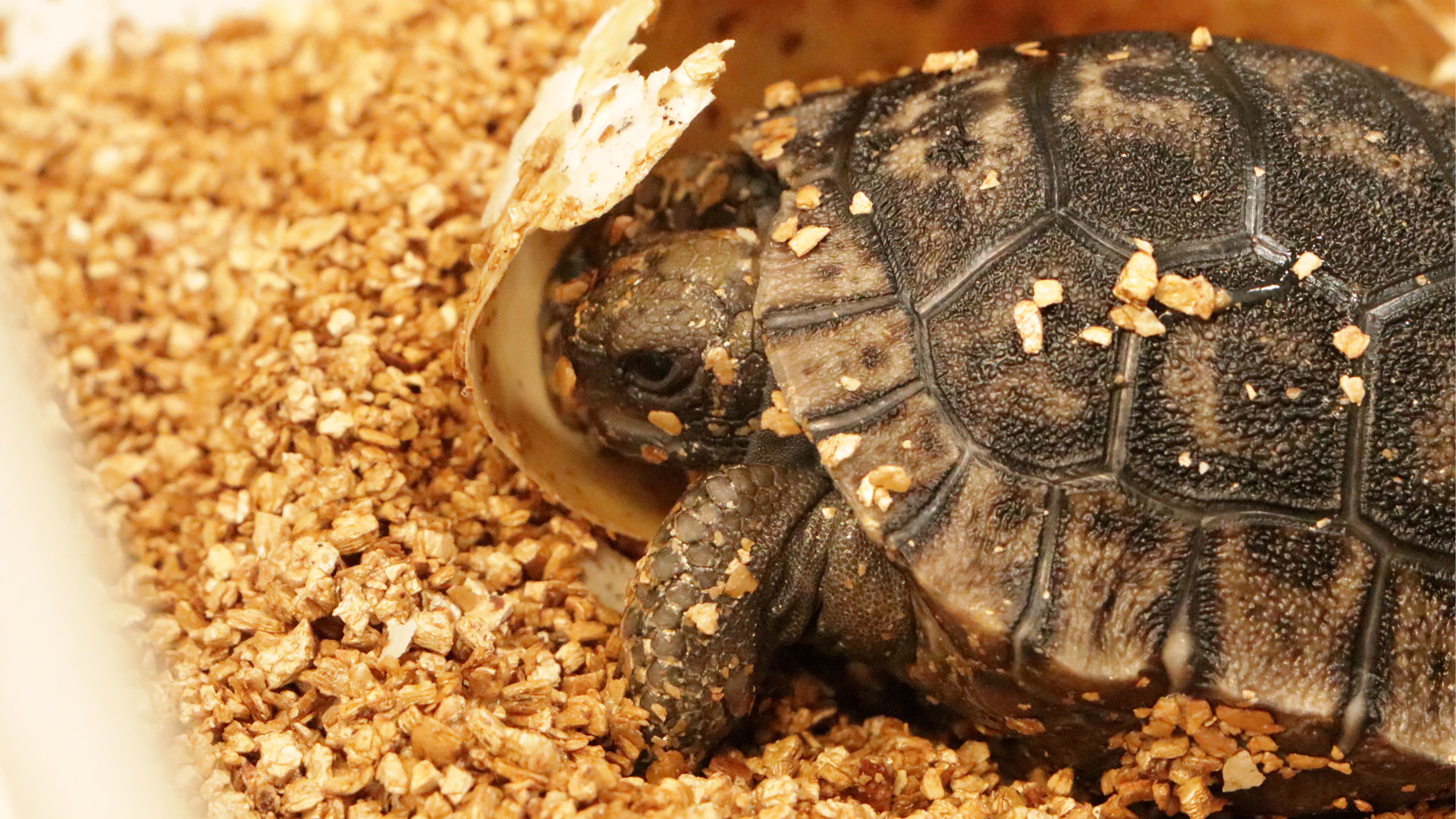 https://rfacdn.nz/zoo/assets/media/fifth-galapagos-tortoise-hatchling-gallery-2.jpg