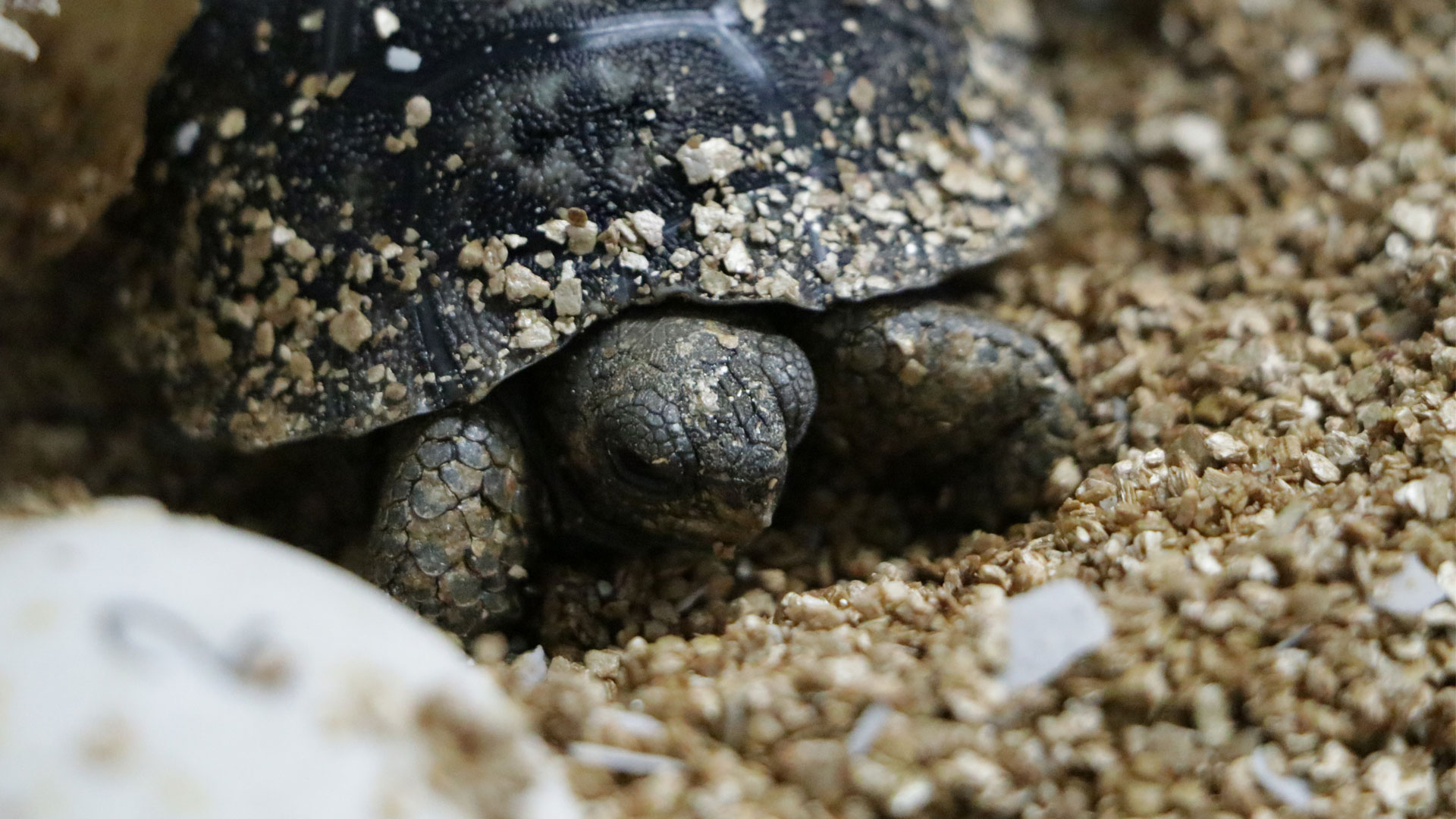 https://rfacdn.nz/zoo/assets/media/fifth-galapagos-tortoise-hatchling-gallery-5.jpg