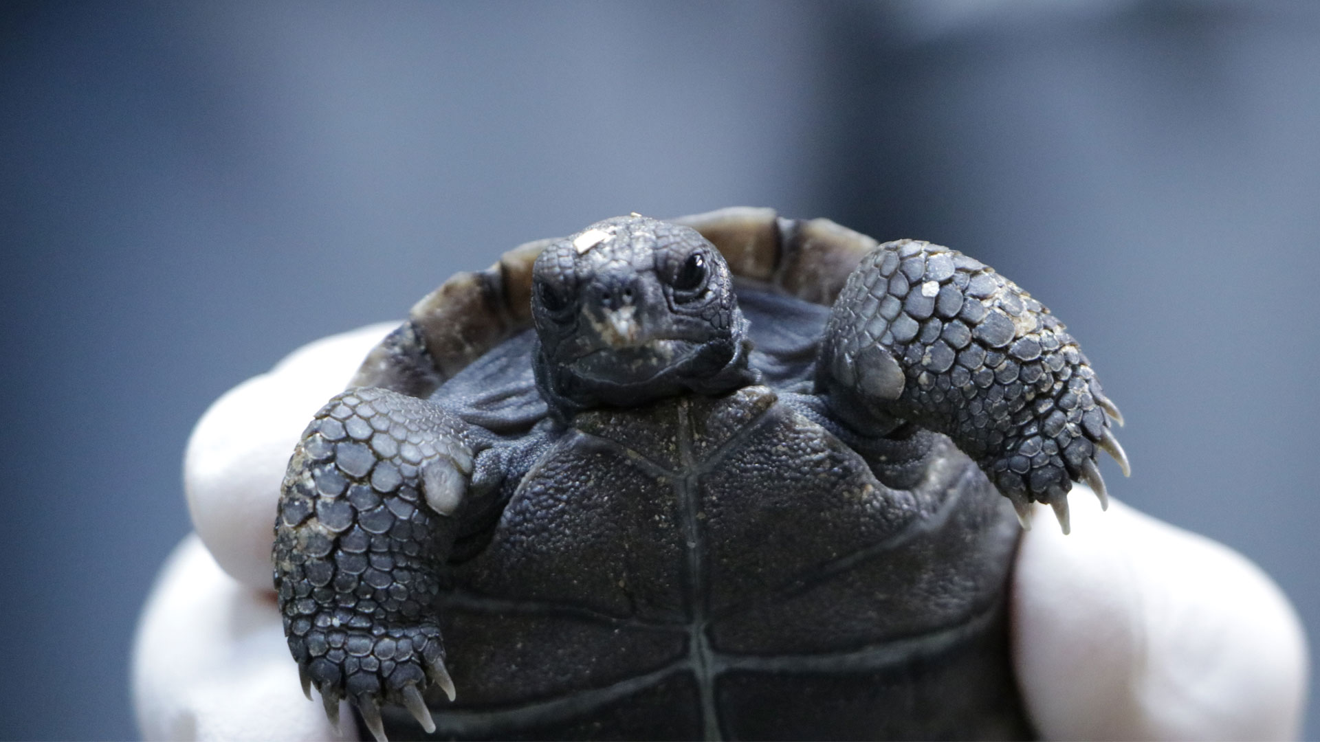 https://rfacdn.nz/zoo/assets/media/fifth-galapagos-tortoise-hatchling-gallery-6.jpg