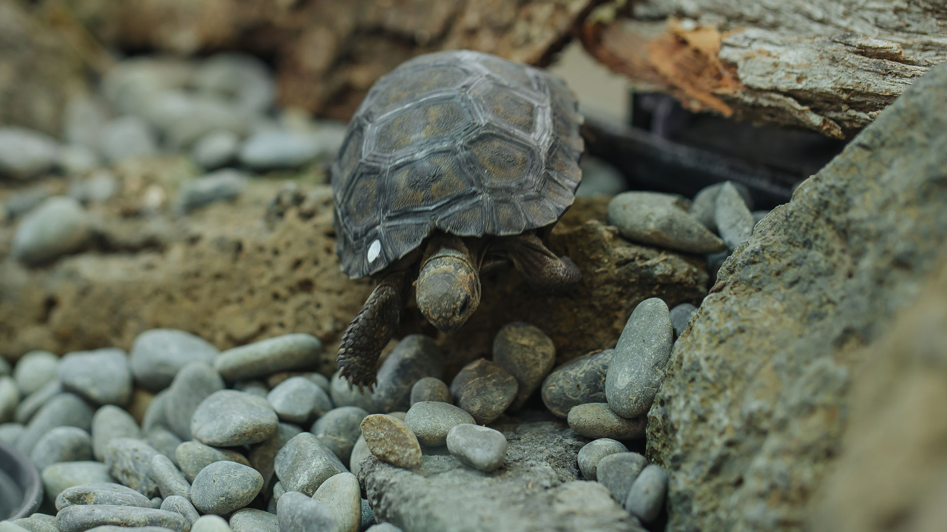 https://rfacdn.nz/zoo/assets/media/galapagos-tortoise-hatchlings-creche-gallery-1.jpg