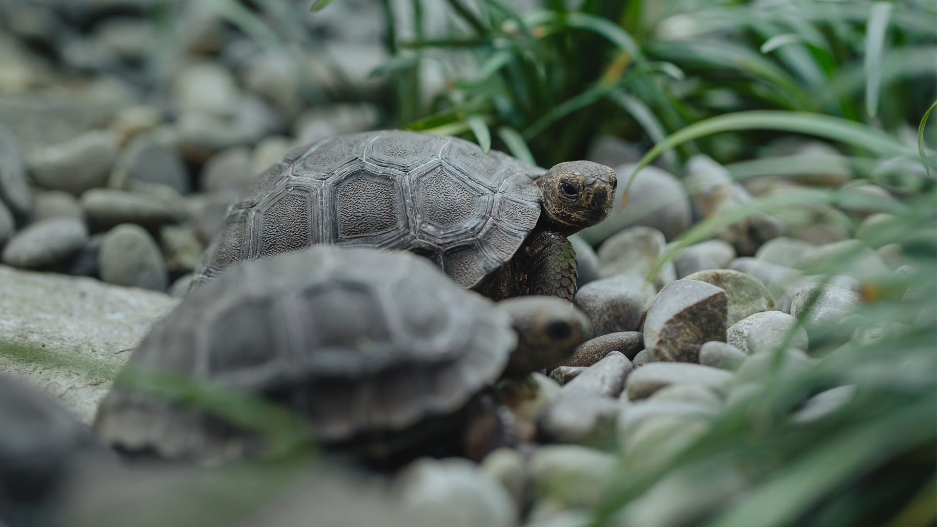 https://rfacdn.nz/zoo/assets/media/galapagos-tortoise-hatchlings-creche-gallery-7.jpg