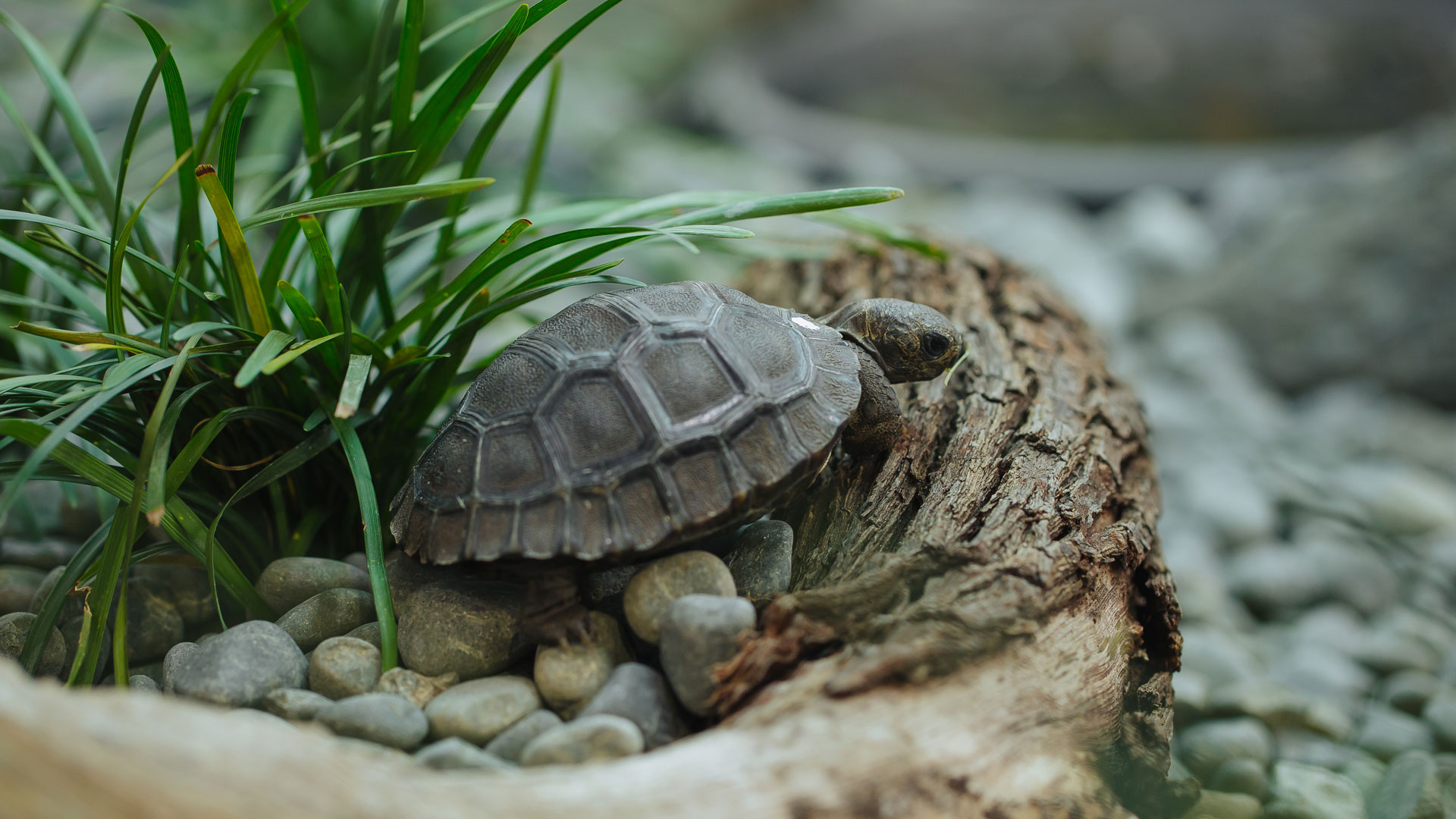 https://rfacdn.nz/zoo/assets/media/galapagos-tortoise-hatchlings-creche-gallery-8.jpg