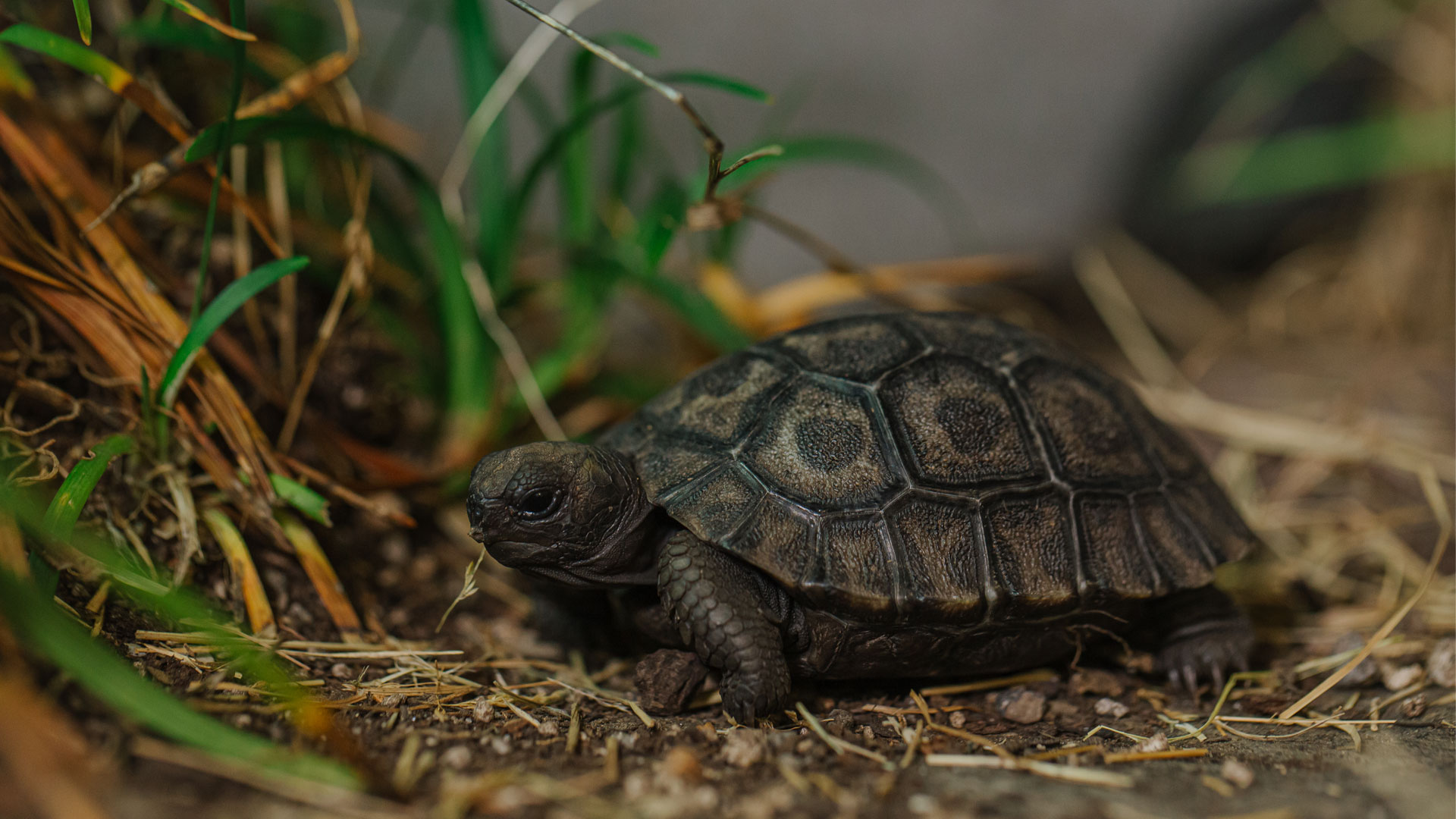 https://rfacdn.nz/zoo/assets/media/galapagos-tortoise-hatchlings-gallery-1.jpg