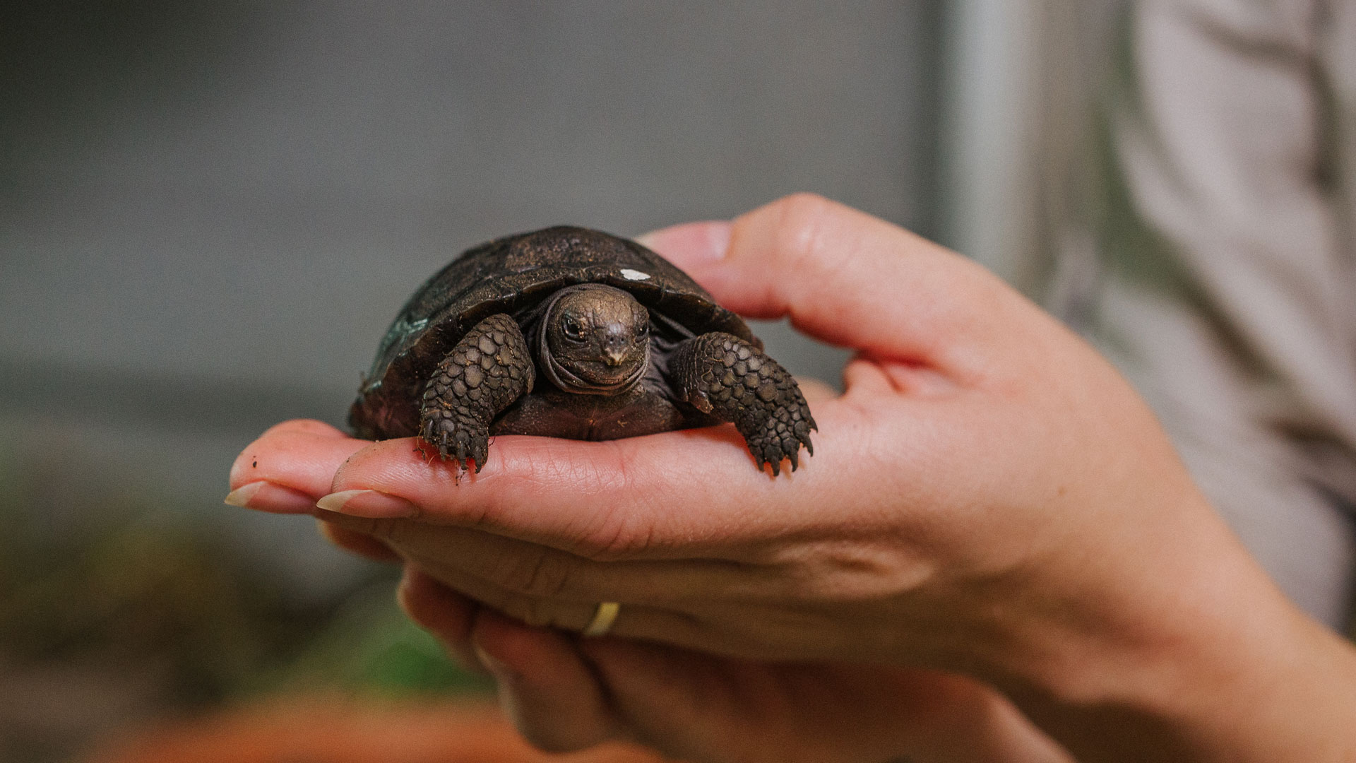 https://rfacdn.nz/zoo/assets/media/galapagos-tortoise-hatchlings-gallery-12.jpg