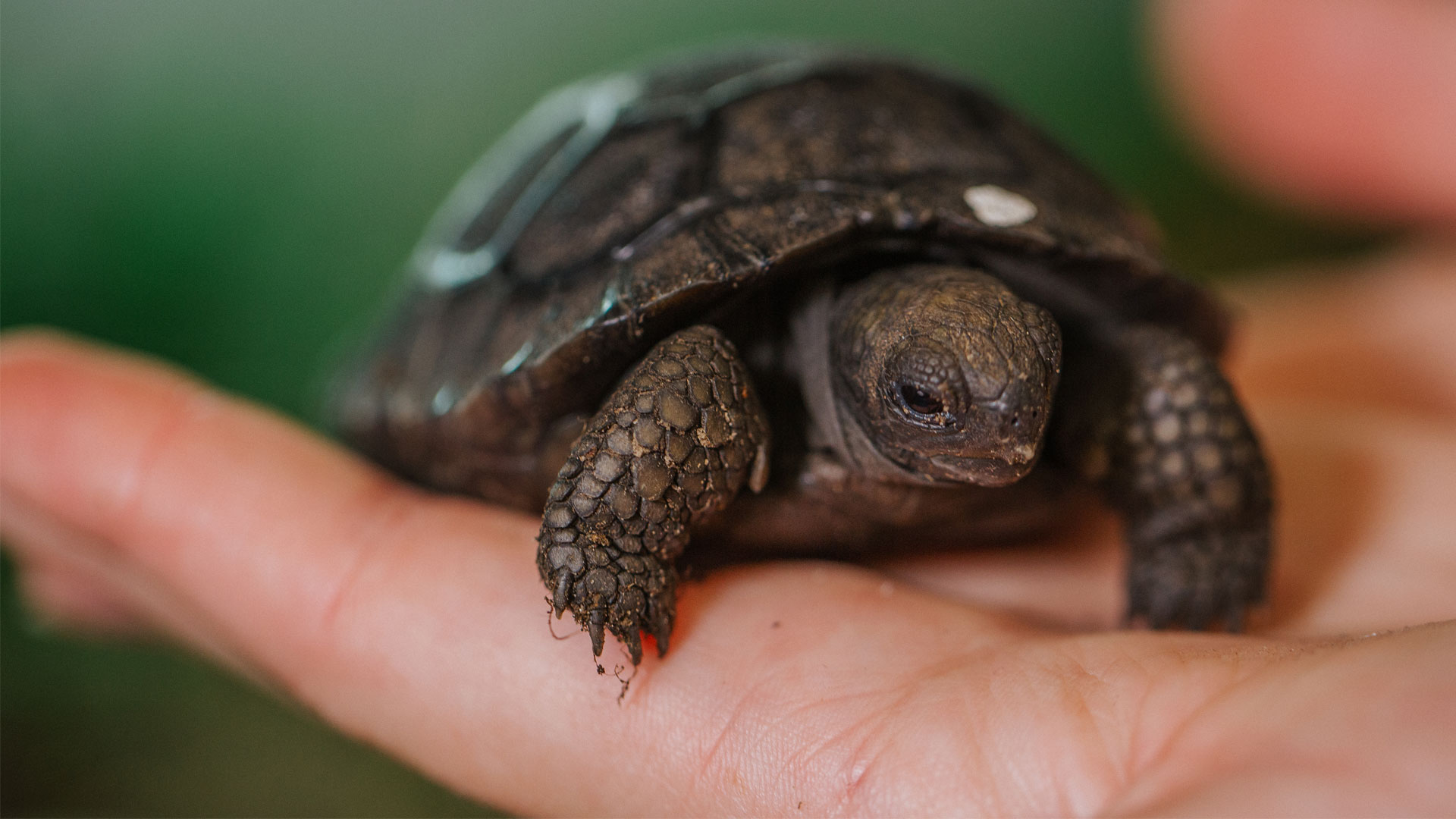 https://rfacdn.nz/zoo/assets/media/galapagos-tortoise-hatchlings-gallery-13.jpg