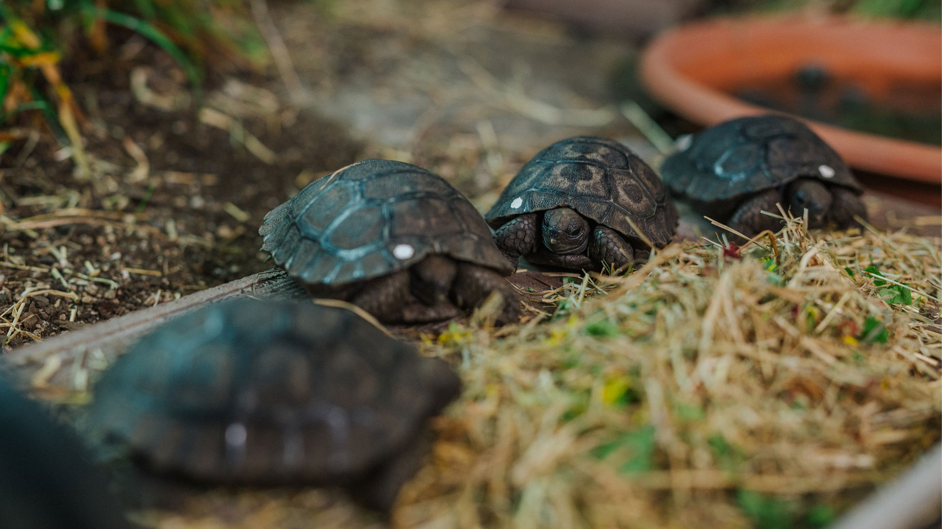 https://rfacdn.nz/zoo/assets/media/galapagos-tortoise-hatchlings-gallery-15.jpg