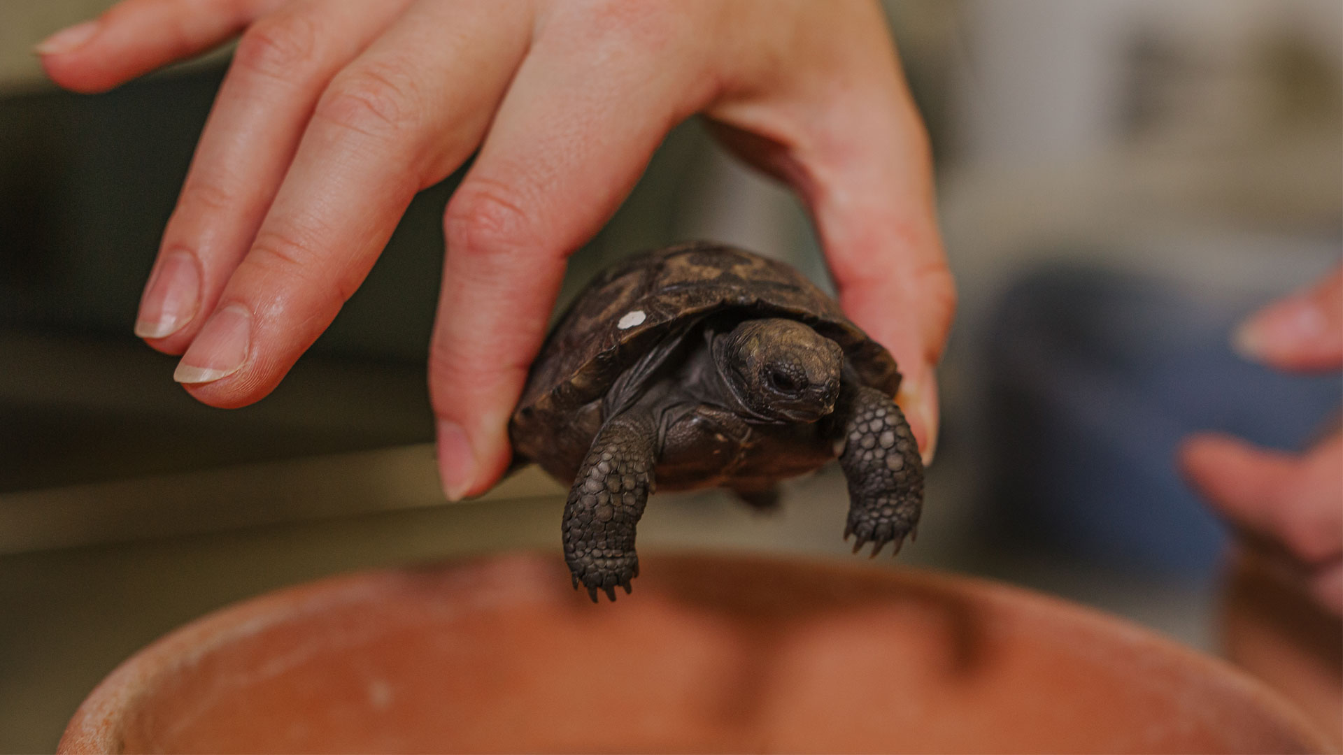 https://rfacdn.nz/zoo/assets/media/galapagos-tortoise-hatchlings-gallery-3.jpg