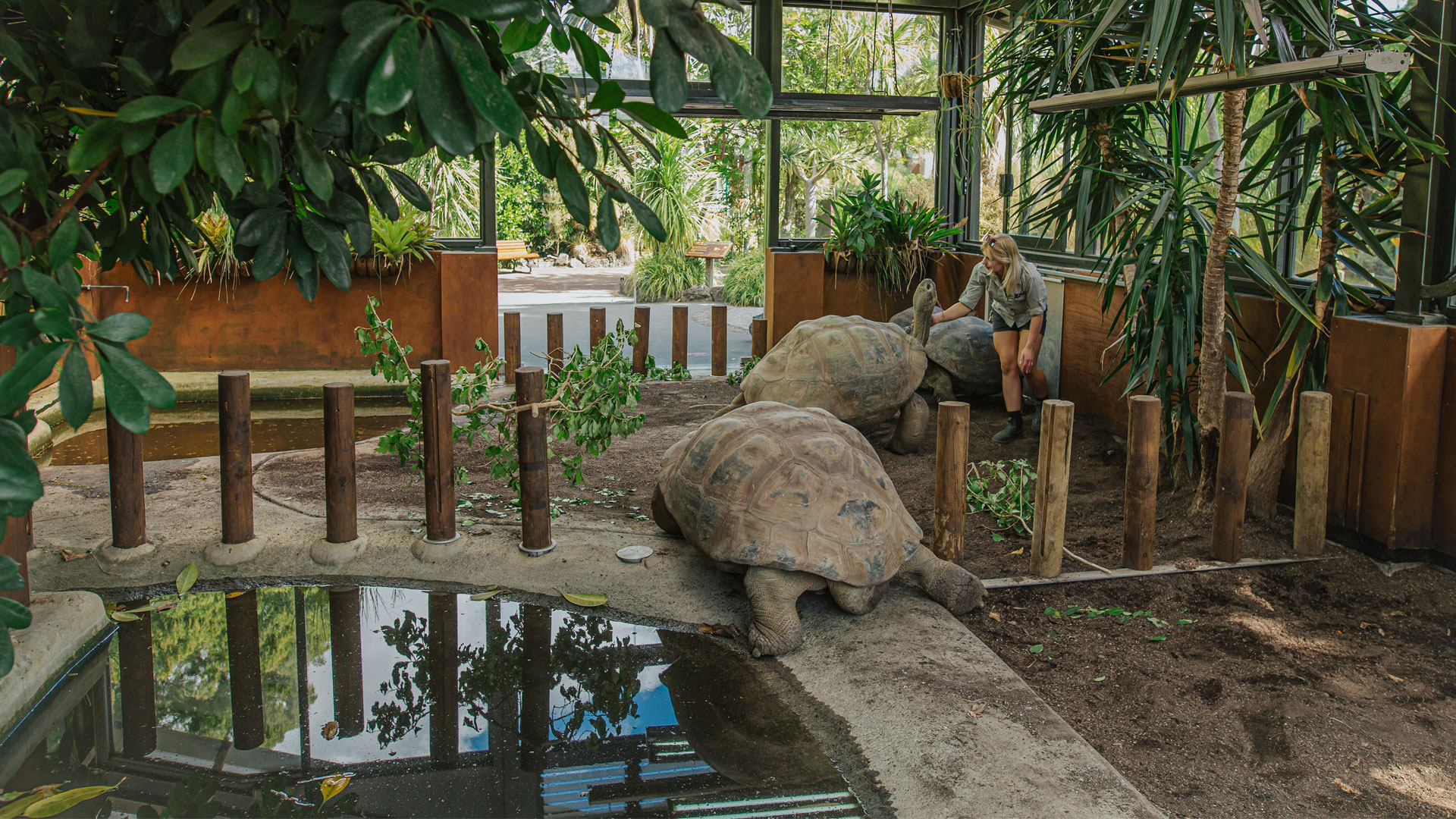 https://rfacdn.nz/zoo/assets/media/galapagos-tortoise-hatchlings-gallery-5.jpg