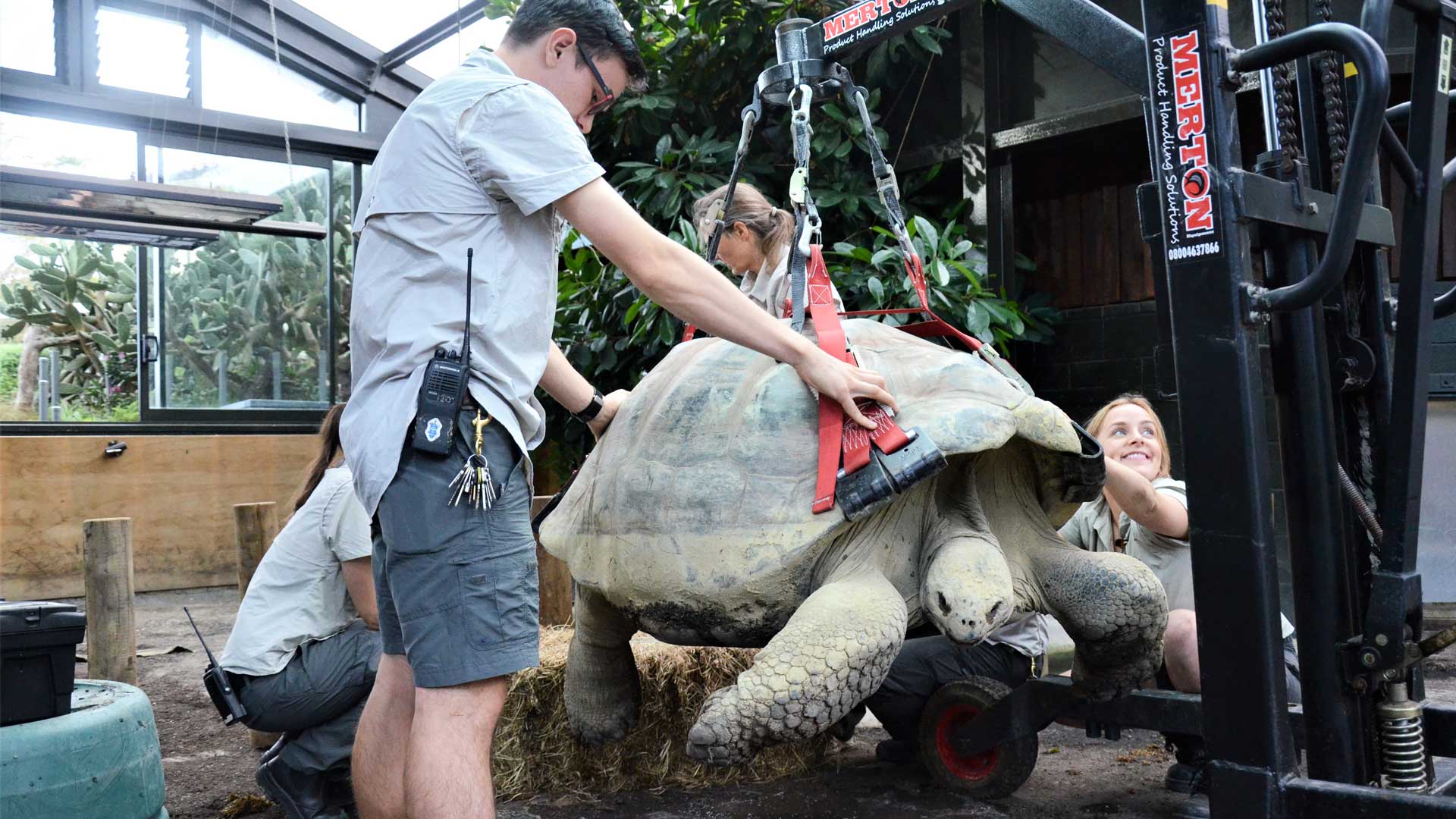 https://rfacdn.nz/zoo/assets/media/galapagos-tortoise-xray-gallery-1.jpg