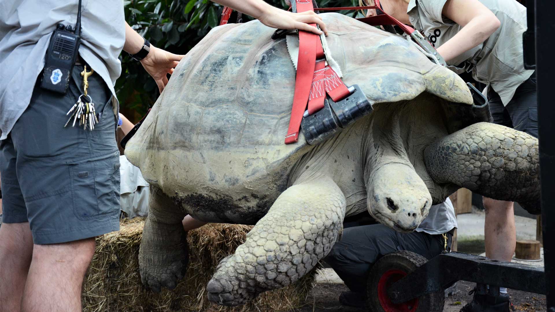 https://rfacdn.nz/zoo/assets/media/galapagos-tortoise-xray-gallery-2.jpg
