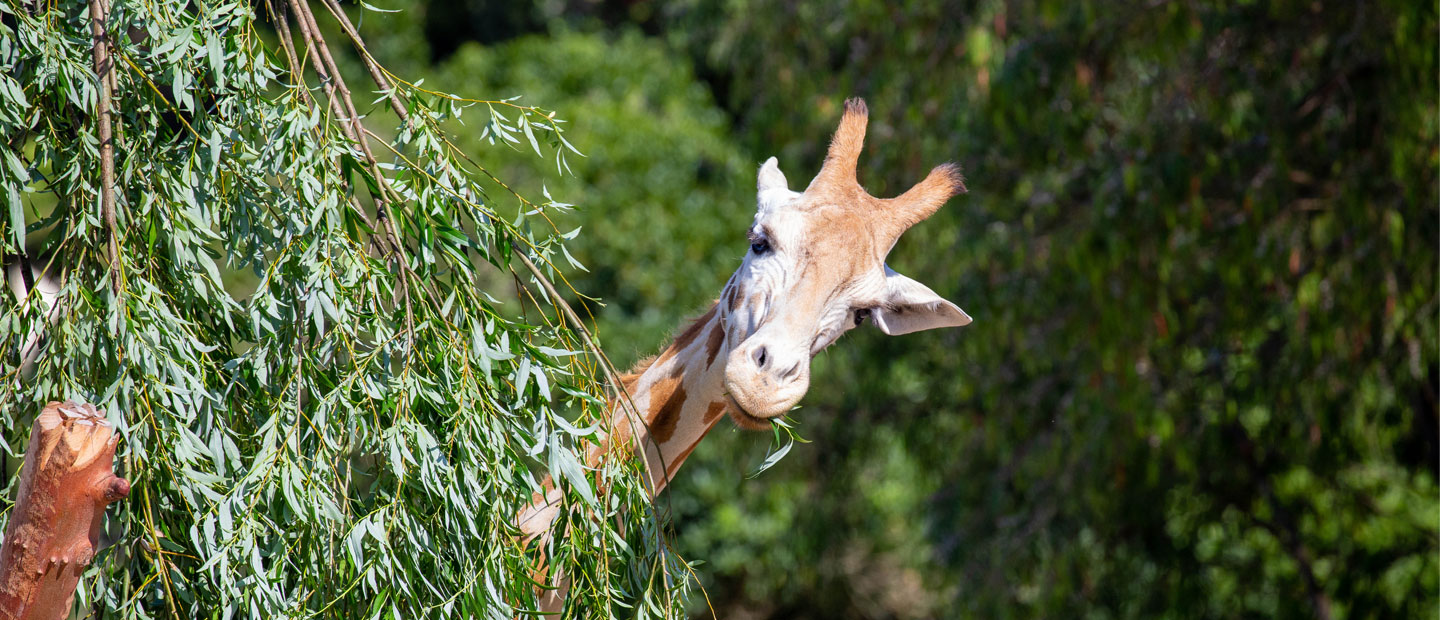 Happy World Giraffe Day Auckland Zoo News