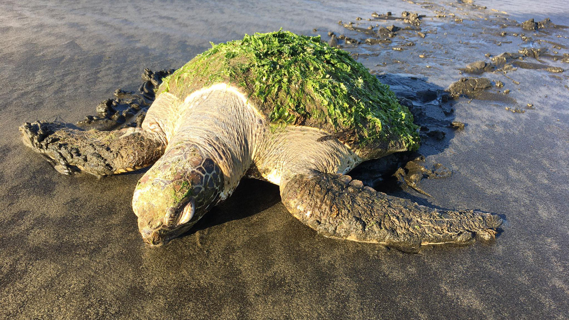 https://rfacdn.nz/zoo/assets/media/green-sea-turtle-gallery-2.jpg
