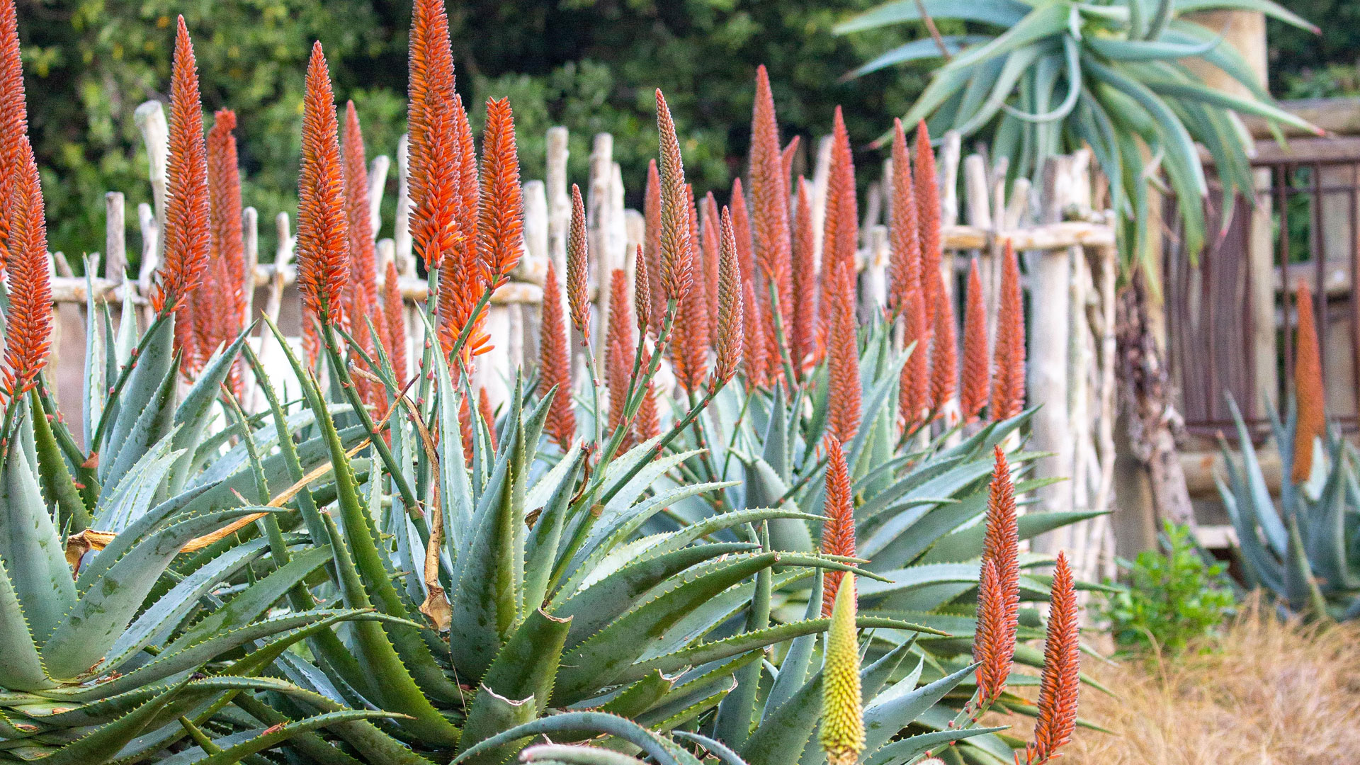 Aloe Aloe Flowering Succulents Auckland Zoo