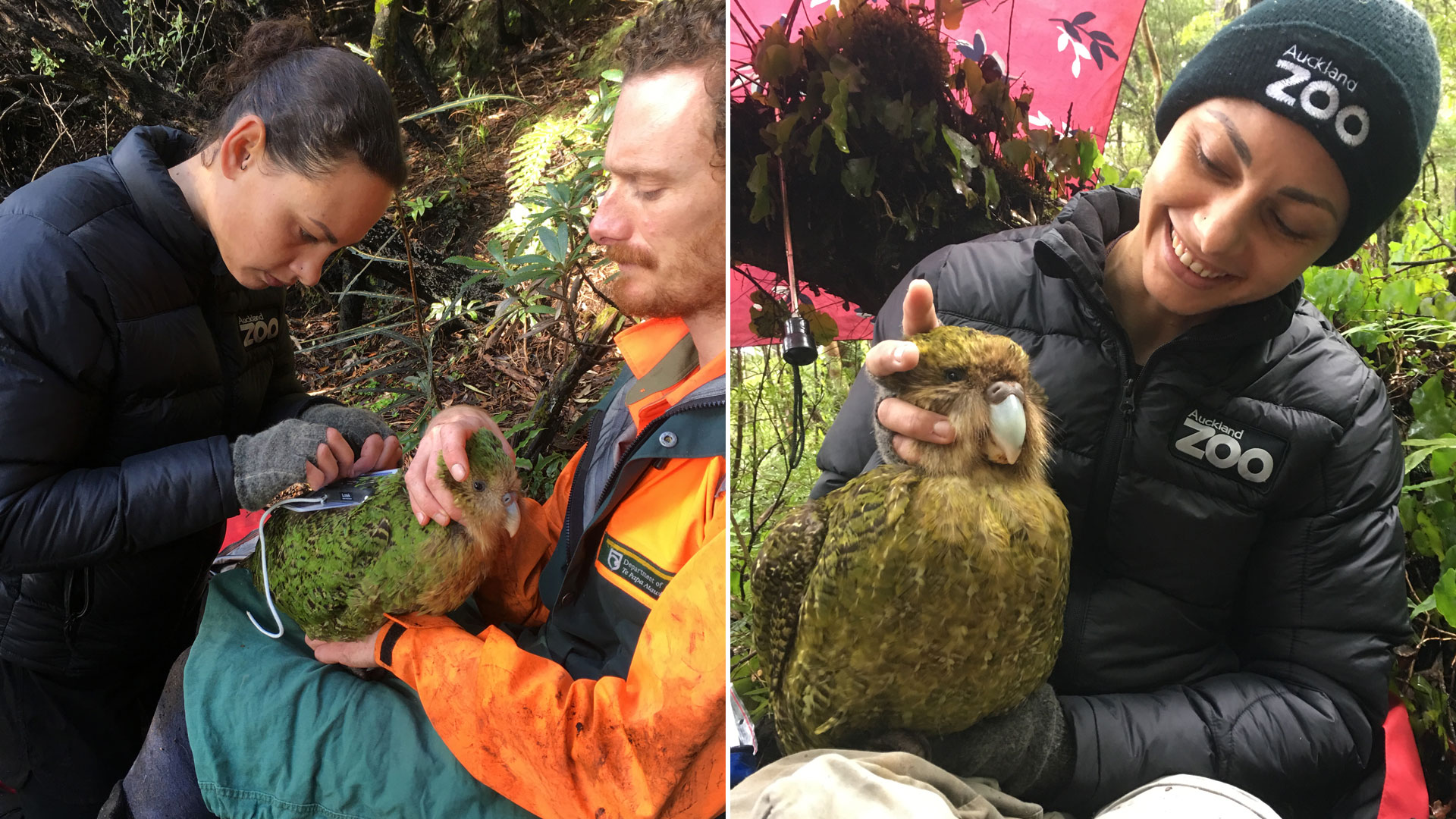 https://rfacdn.nz/zoo/assets/media/kakapo-jasmine-bellarose-gallery-1.jpg