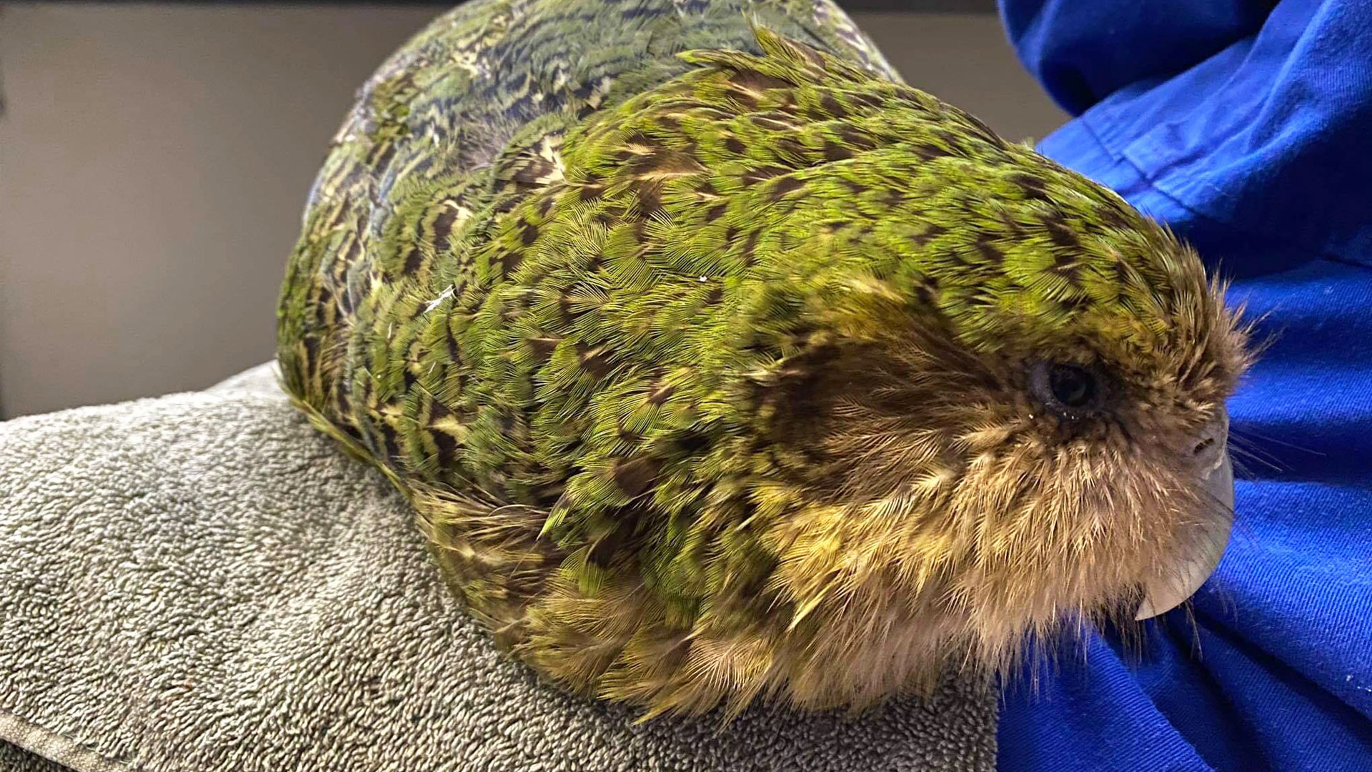 https://rfacdn.nz/zoo/assets/media/kakapo-jasmine-bellarose-gallery-2.jpg