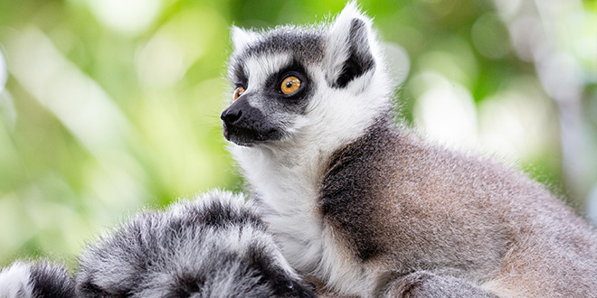 https://rfacdn.nz/zoo/assets/media/lemur-closeup-dt.jpg