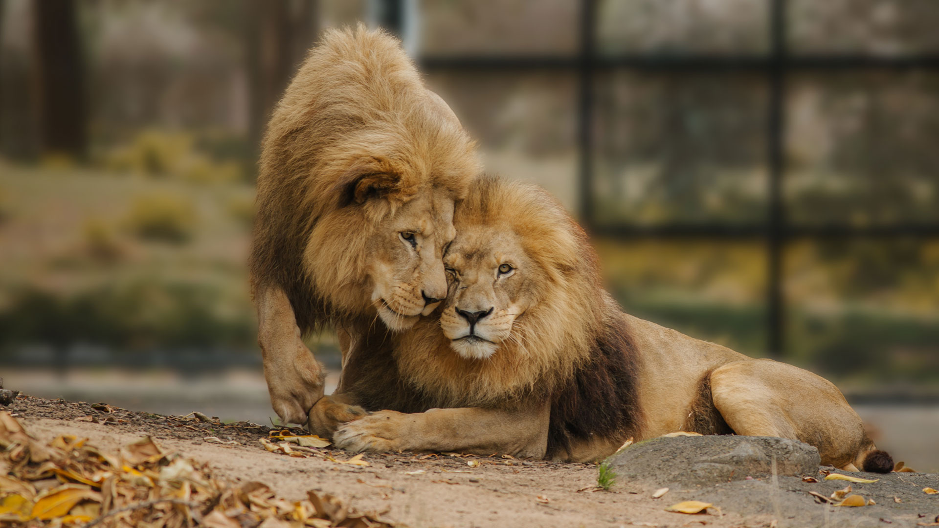 https://rfacdn.nz/zoo/assets/media/lions-malik-and-zulu-gallery-11.jpg