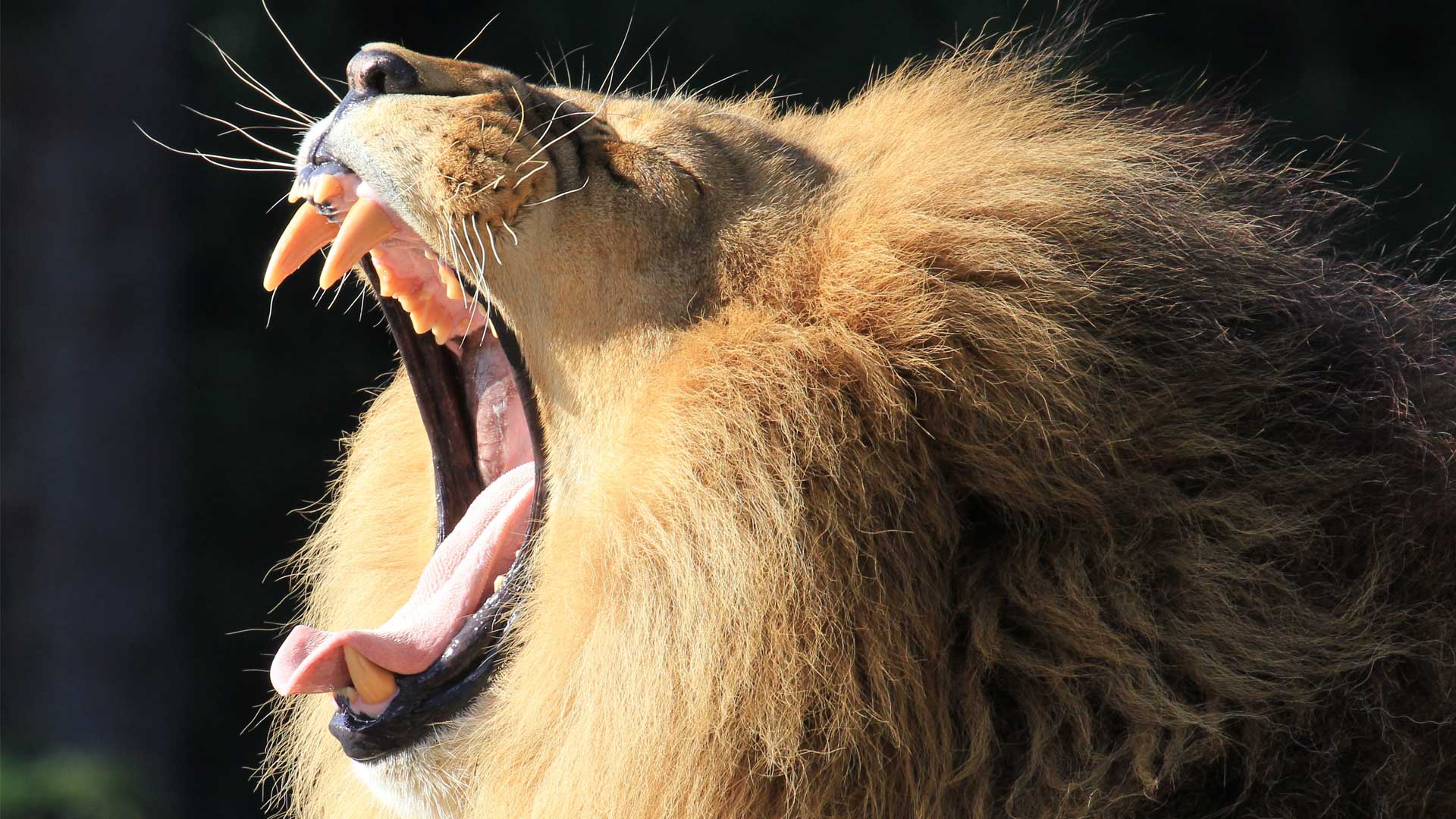 https://rfacdn.nz/zoo/assets/media/lions-malik-gallery-5.jpg