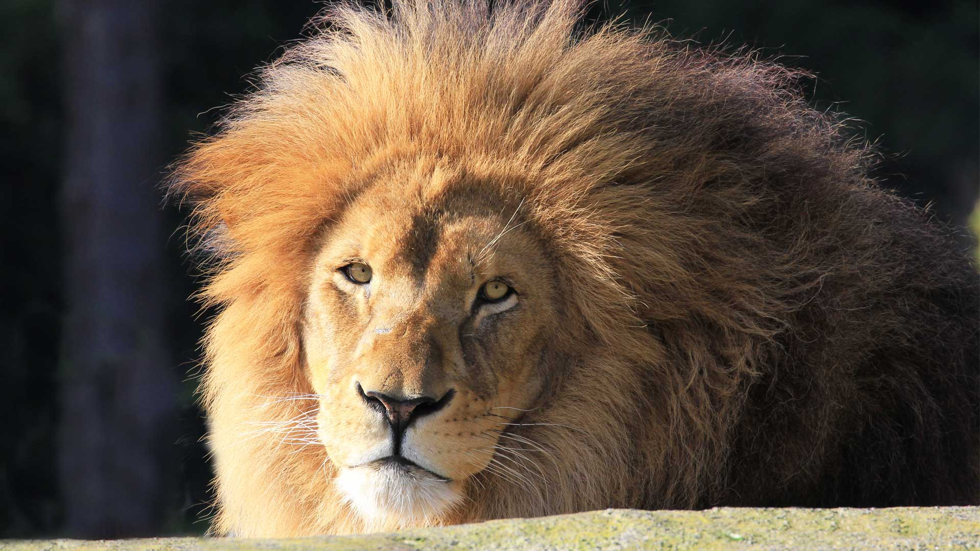 https://rfacdn.nz/zoo/assets/media/lions-malik-gallery-6.jpg