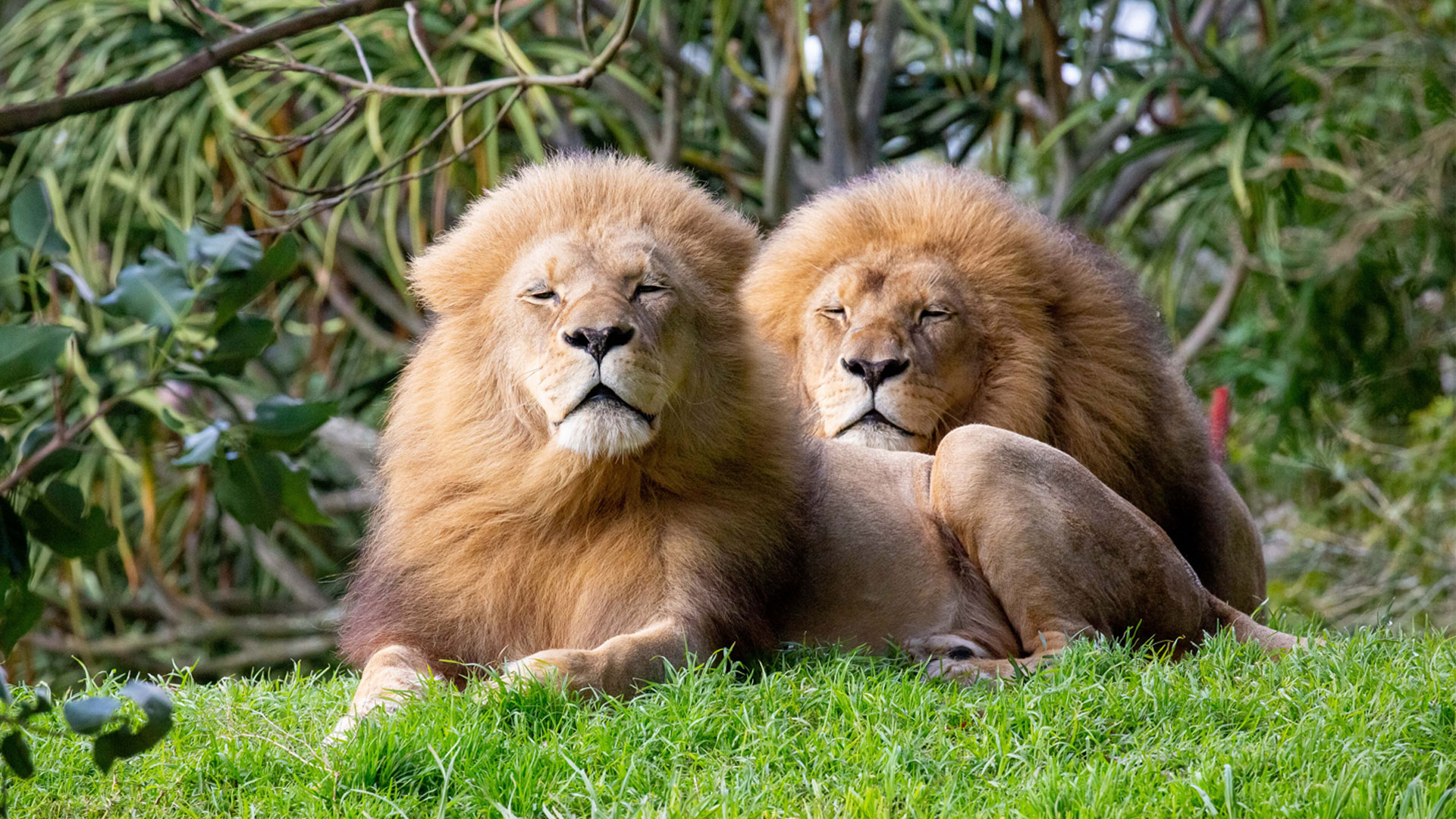 https://rfacdn.nz/zoo/assets/media/lions-malik-zulu-gallery-1.jpg