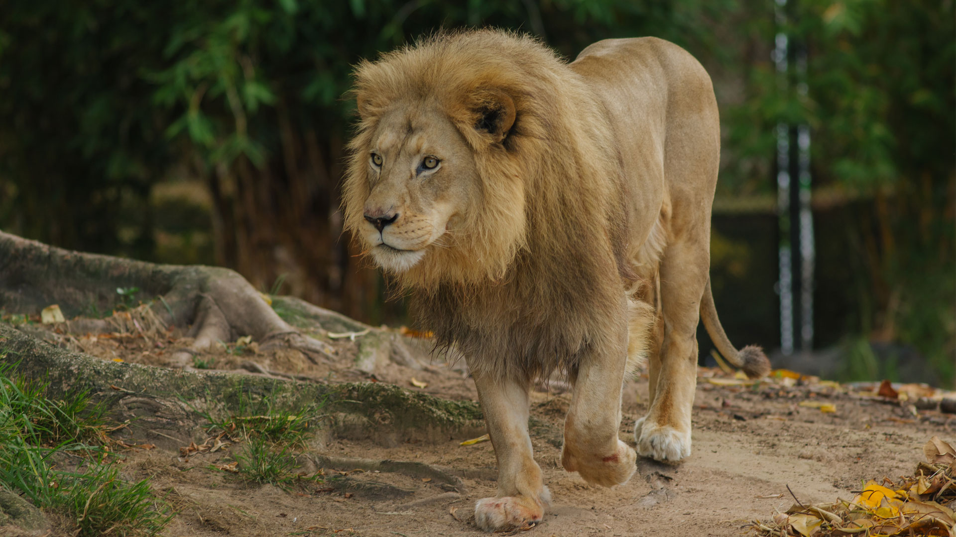 https://rfacdn.nz/zoo/assets/media/lions-malik-zulu-gallery-10.jpg