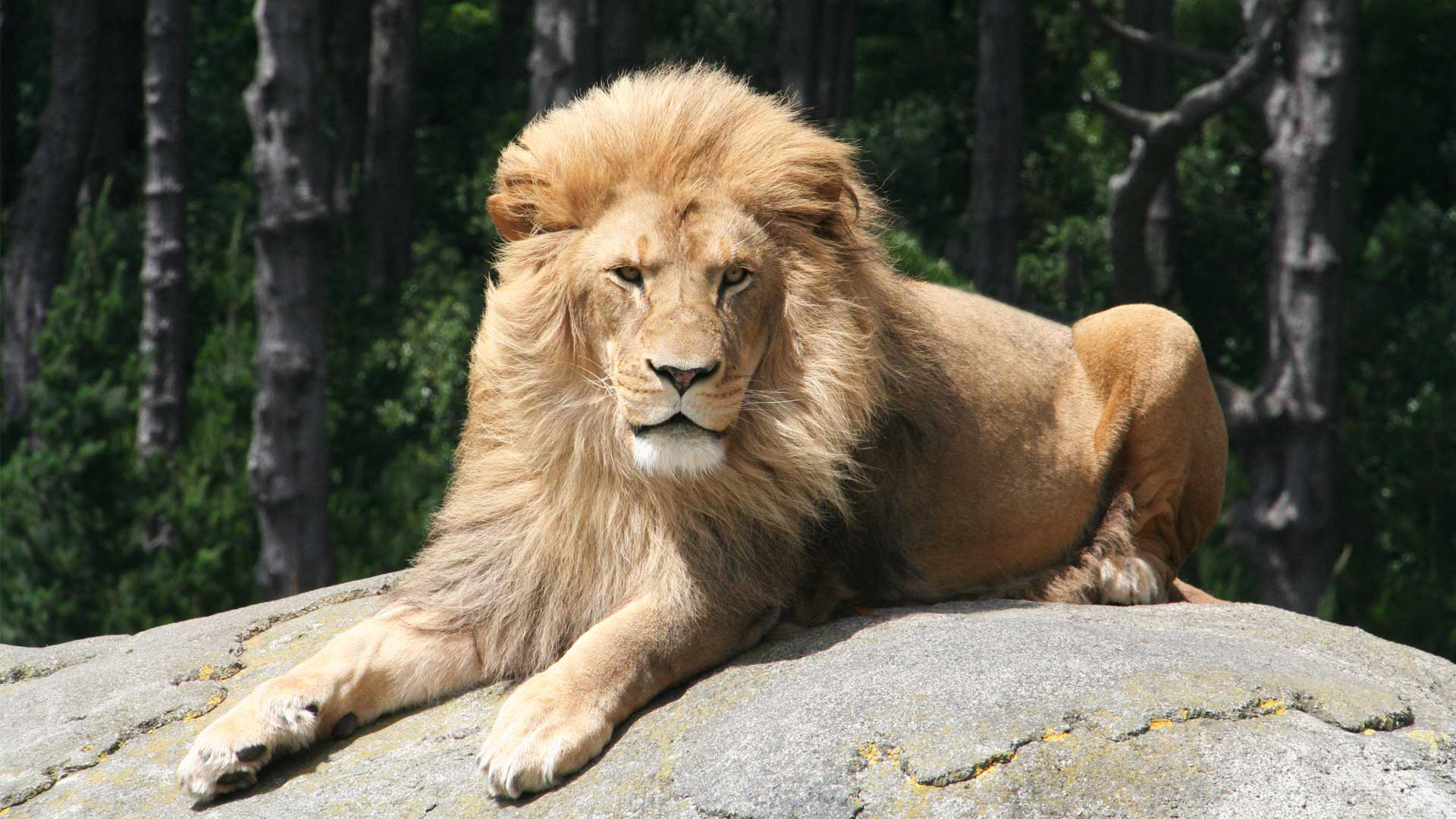 https://rfacdn.nz/zoo/assets/media/lions-zulu-gallery-1.jpg