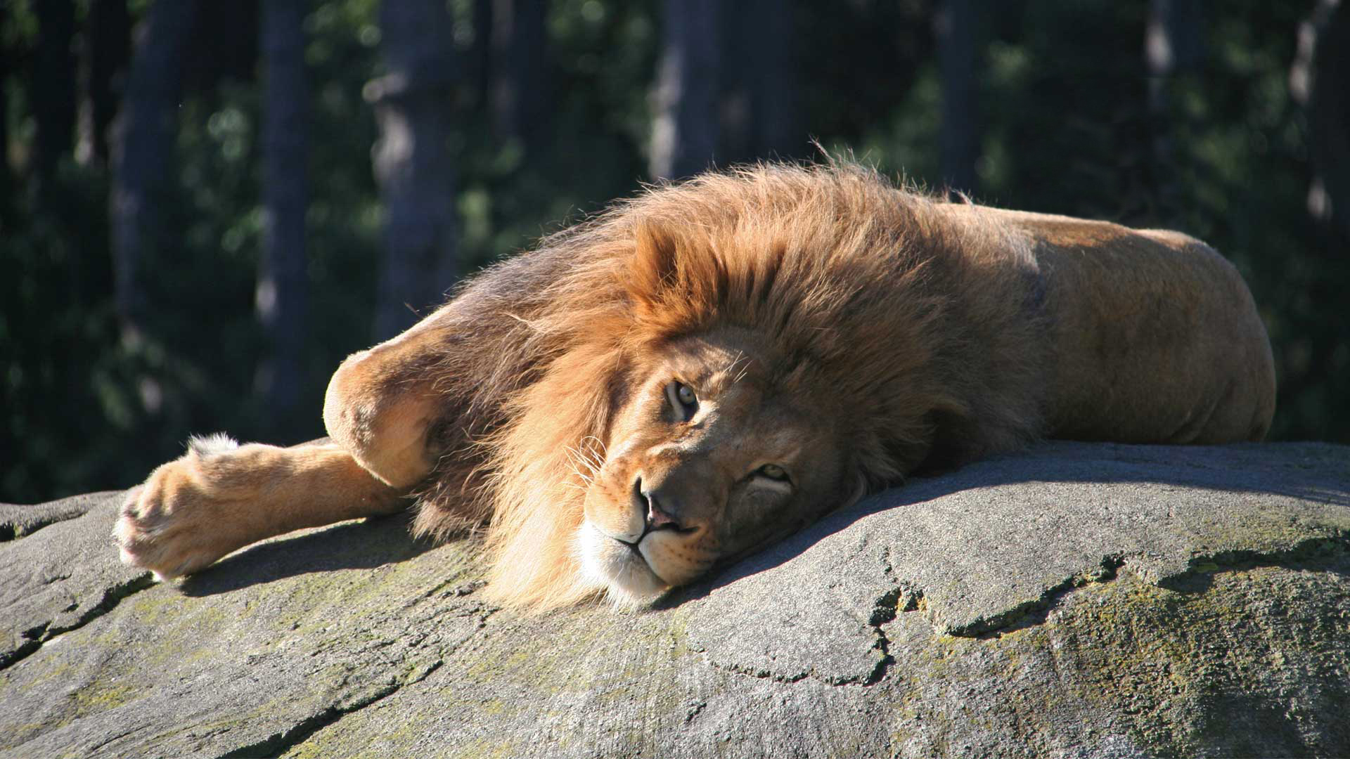 https://rfacdn.nz/zoo/assets/media/lions-zulu-gallery-2.jpg