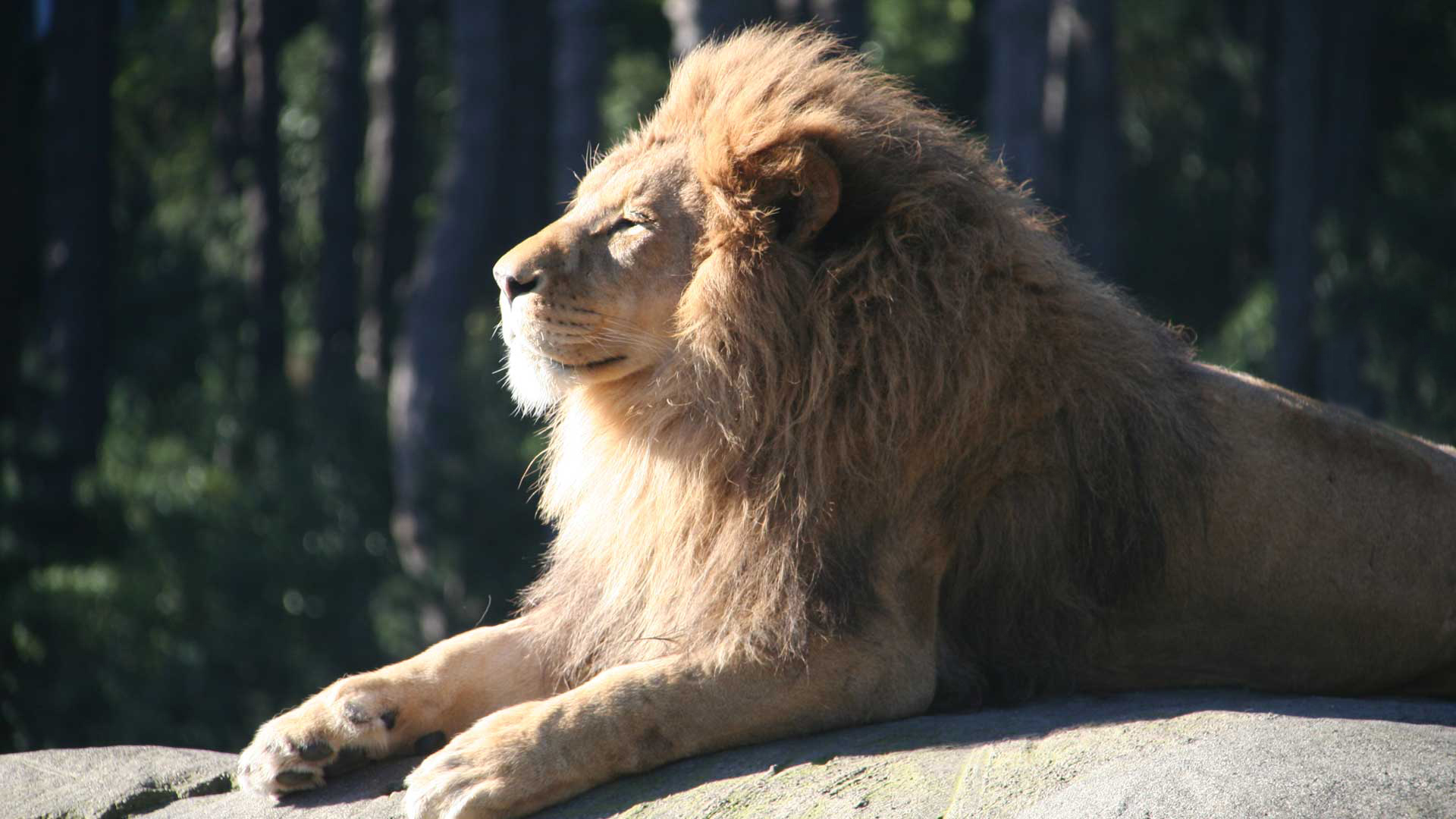 https://rfacdn.nz/zoo/assets/media/lions-zulu-gallery-4.jpg