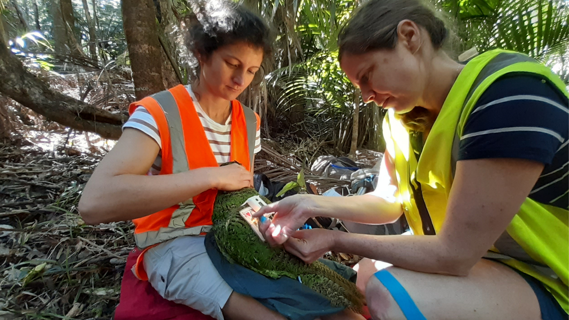 https://rfacdn.nz/zoo/assets/media/mikaylie-and-bird-keeper-catherine-fitting-a-transmitter-on-a-kakapo.png
