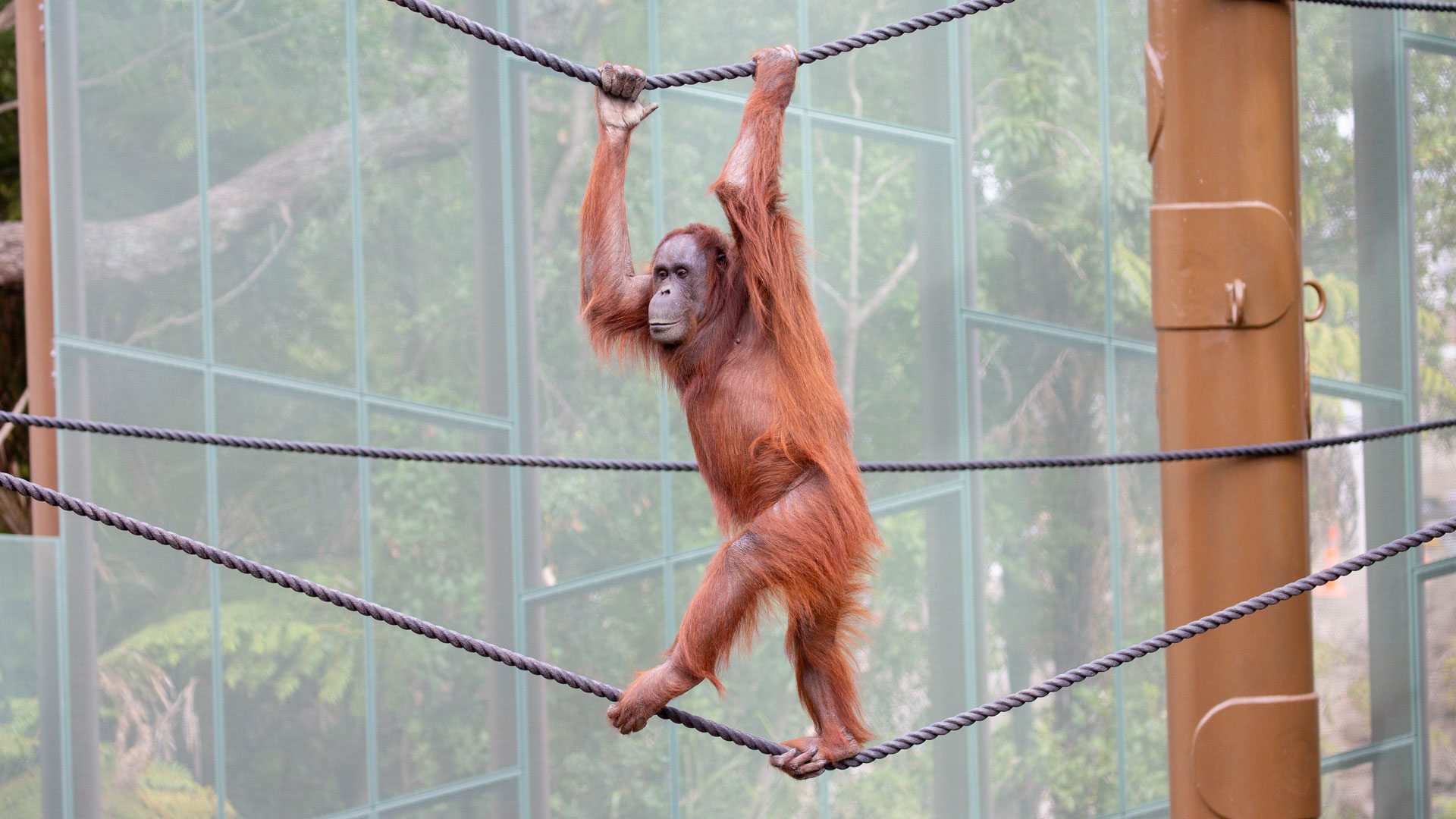 https://rfacdn.nz/zoo/assets/media/orangutan-melur-gallery-3.jpg