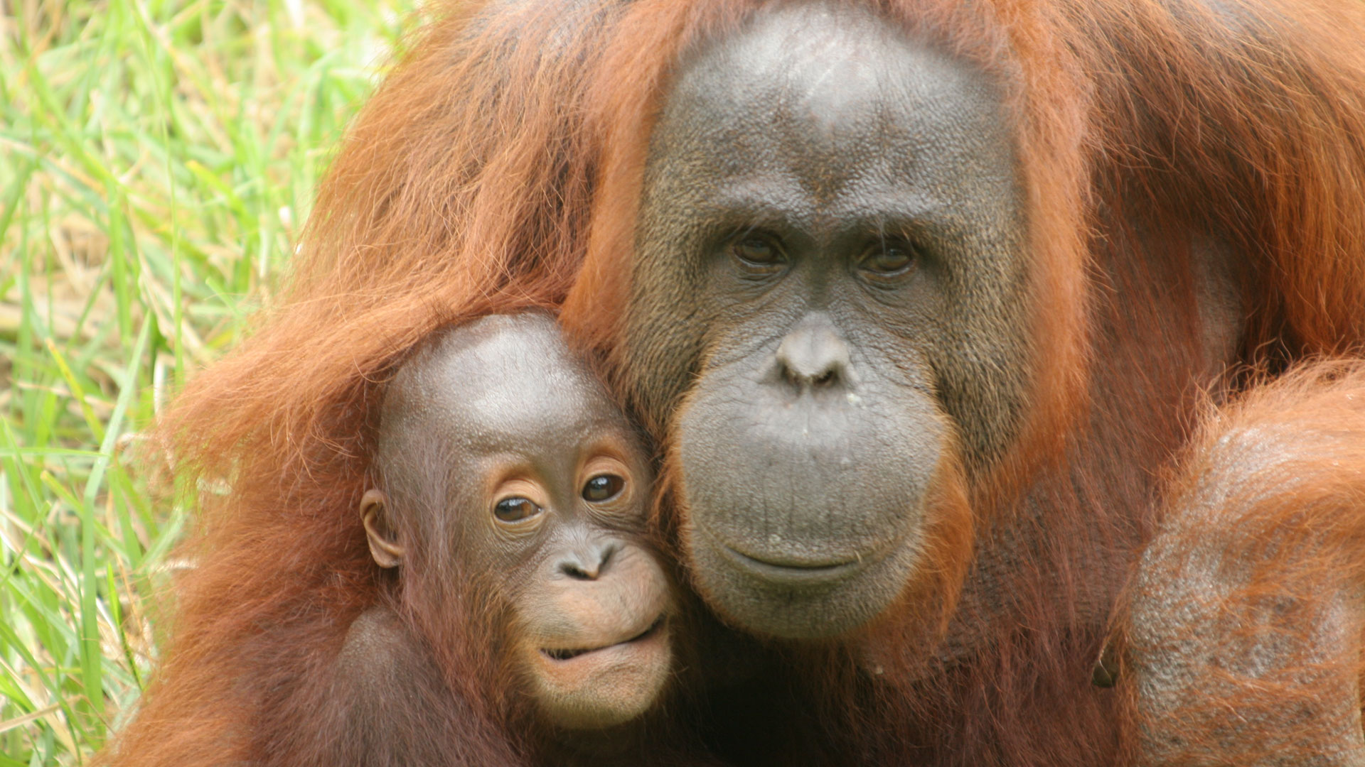 https://rfacdn.nz/zoo/assets/media/orangutan-melur-gallery-5.jpg