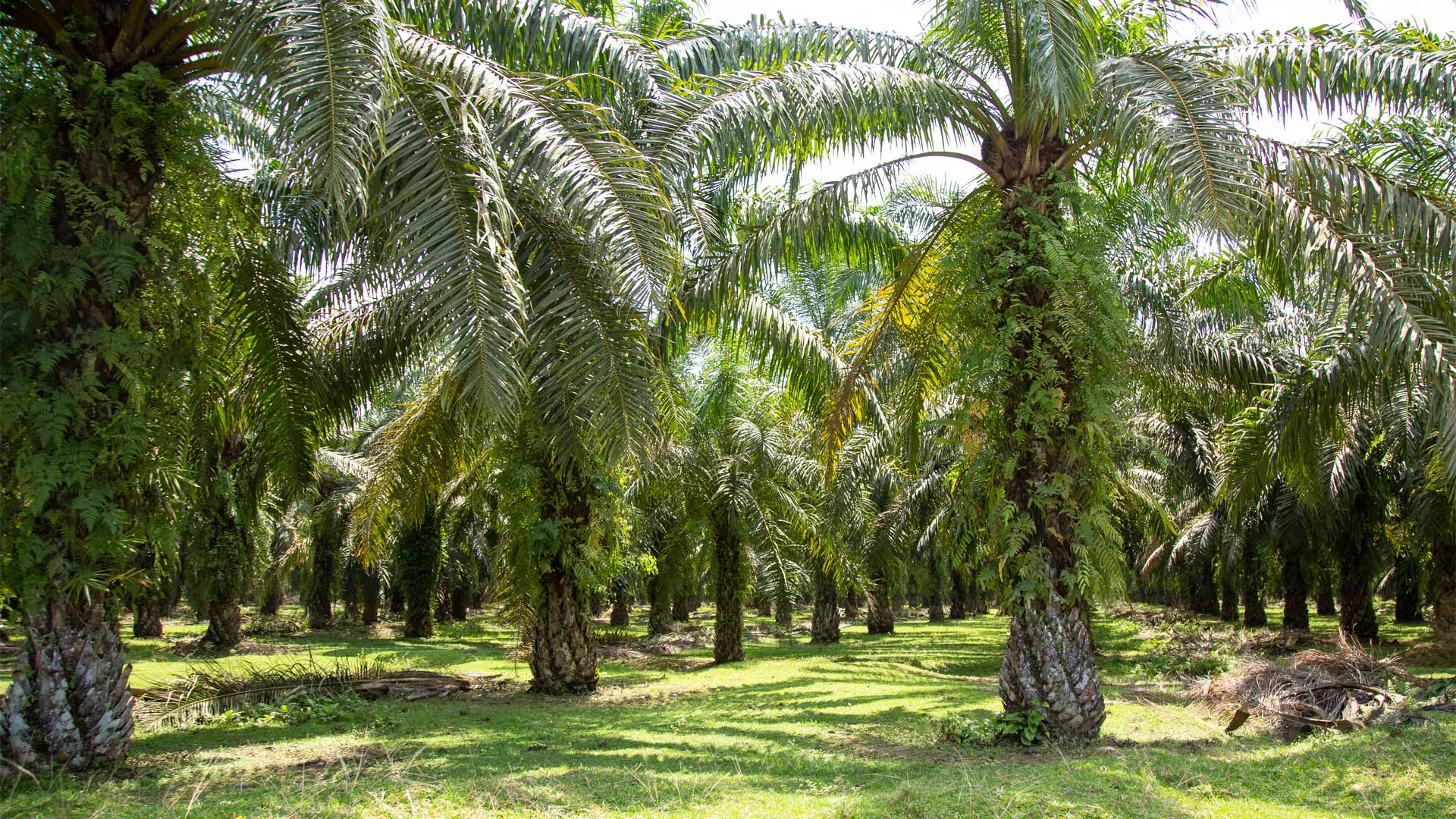 Let’s talk…a sustainable palm oil industry | Auckland Zoo News