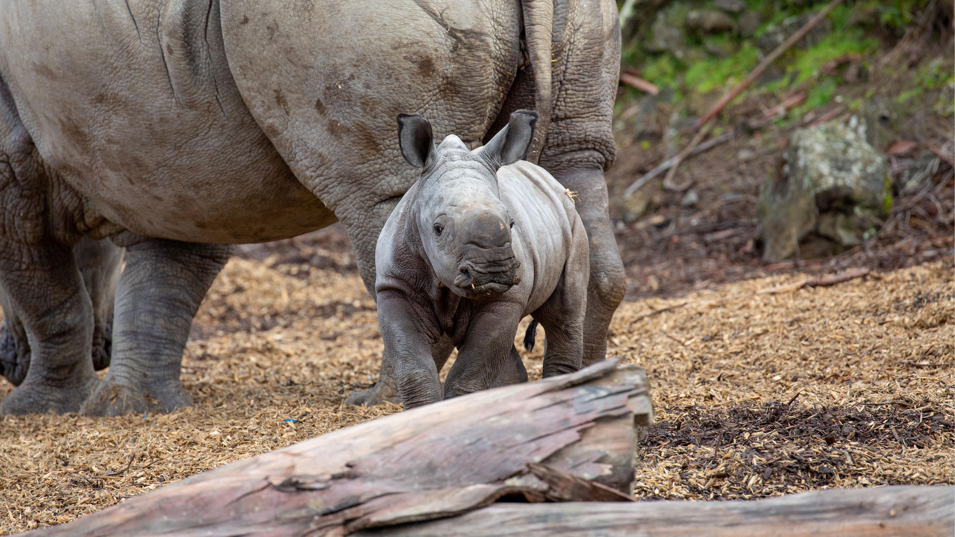 https://rfacdn.nz/zoo/assets/media/rhino-calf-in-habitat-gallery-6.jpg