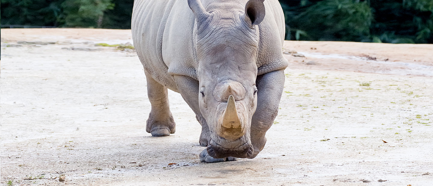 southern white rhinoceros conservation status