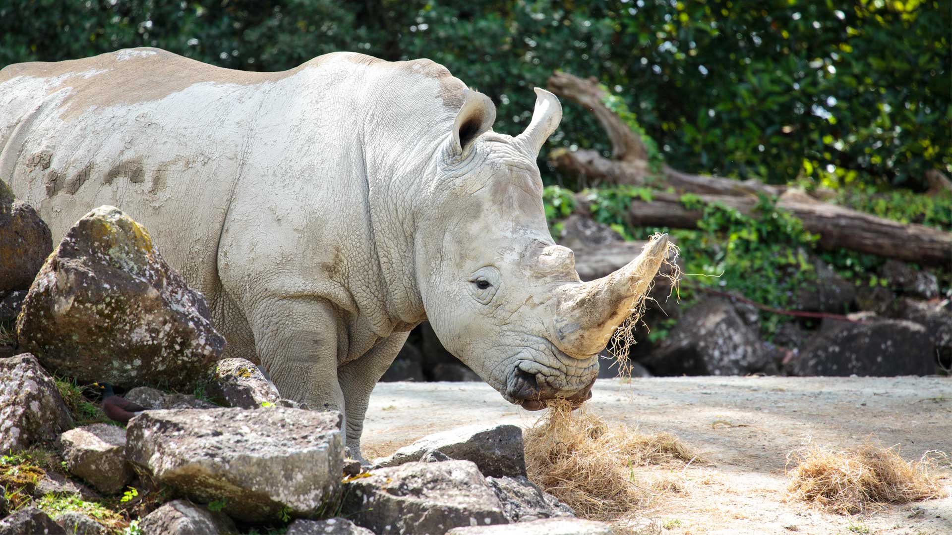 https://rfacdn.nz/zoo/assets/media/rhino-gallery-3.jpg