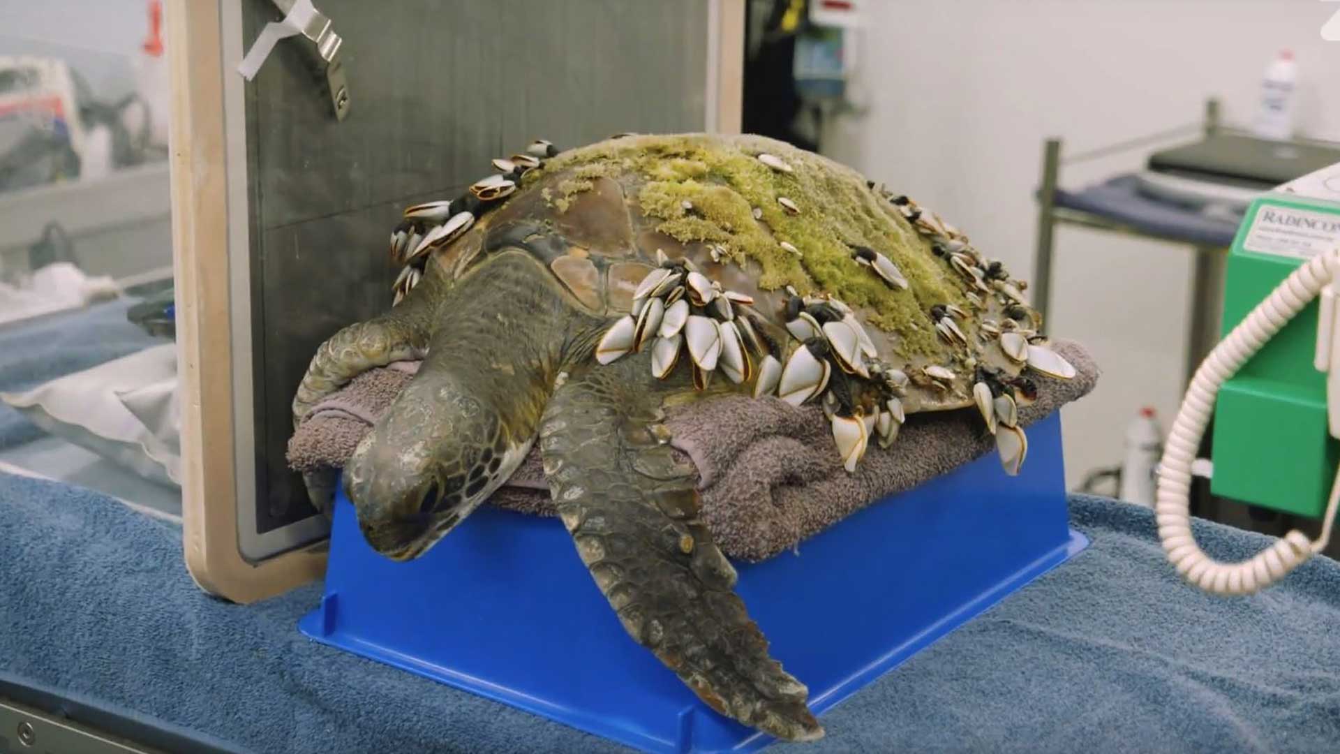 https://rfacdn.nz/zoo/assets/media/sea-green-turtle-gallery-4.jpg
