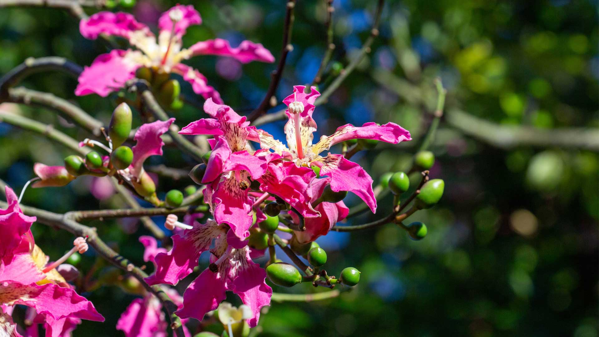 The Silk Floss Tree Is A Blooming Beauty Horticulture Blog Auckland Zoo