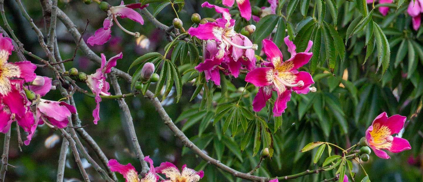 The Silk Floss Tree Is A Blooming Beauty Horticulture Blog Auckland Zoo