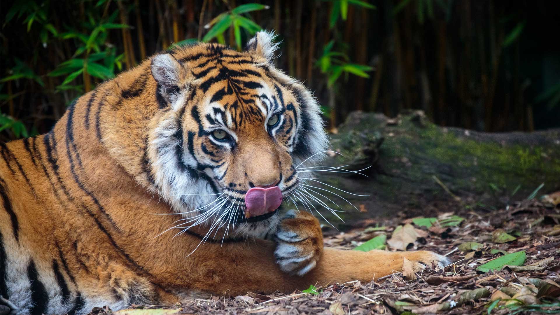 Суматранский тигр