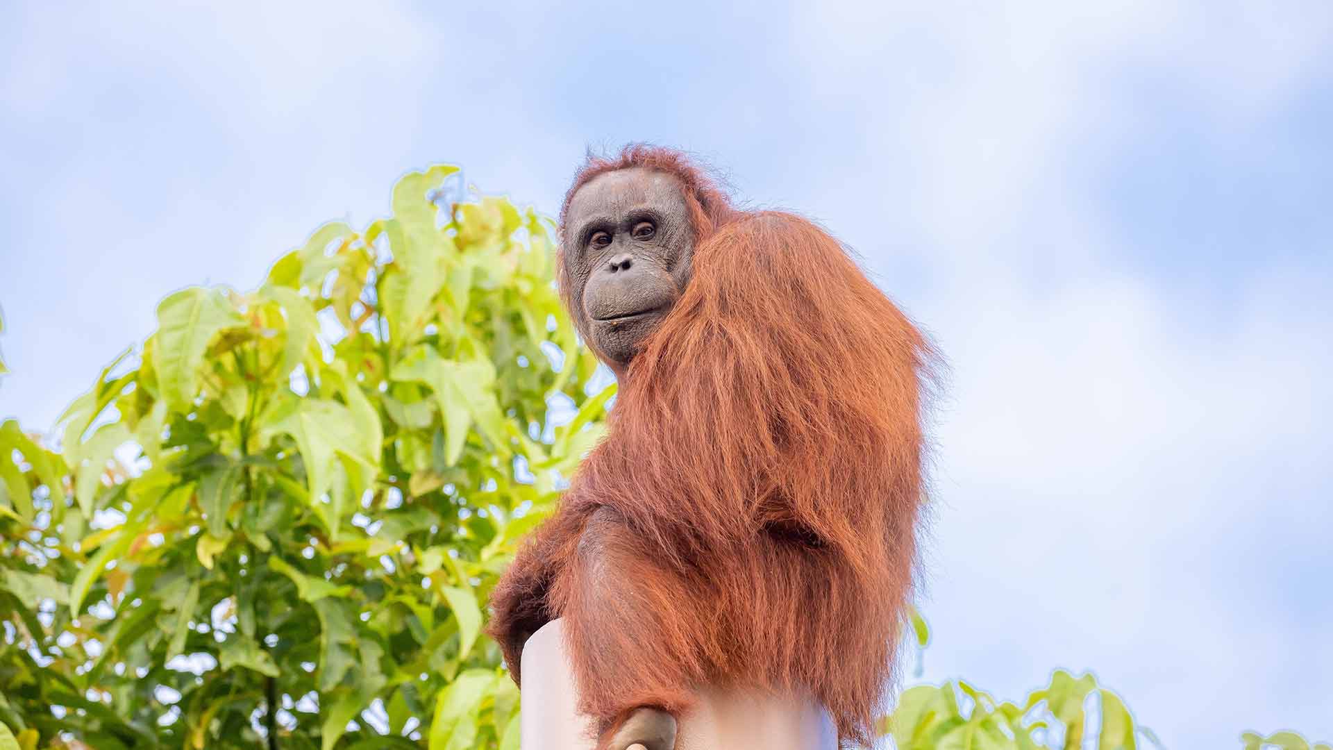 https://rfacdn.nz/zoo/assets/media/wanita-orangutan-sea-animal-page.jpg